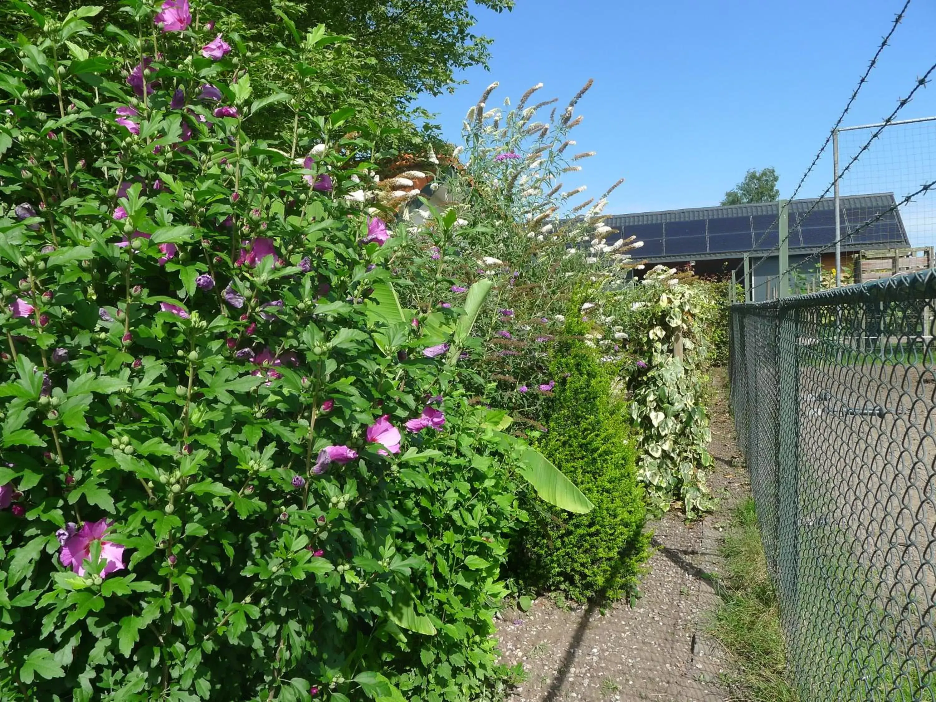 Garden view, Property Building in B&B De Kleine Wijngaard