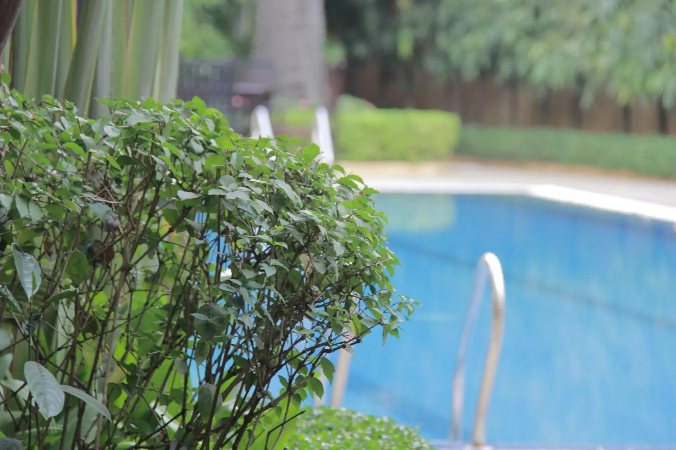 Garden view, Swimming Pool in Starry Angkor Hotel