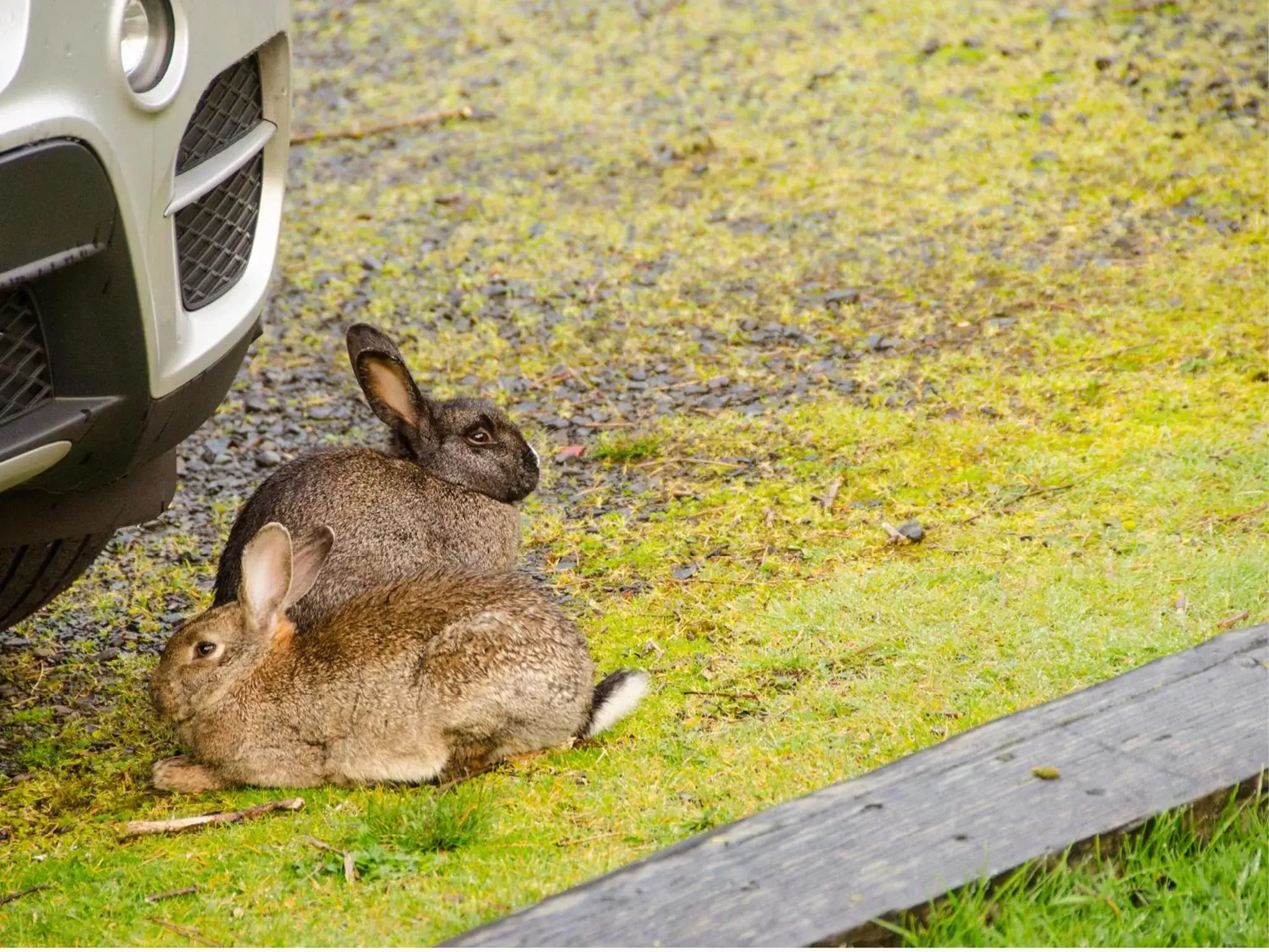 Garden, Other Animals in Ecola Creek Lodge