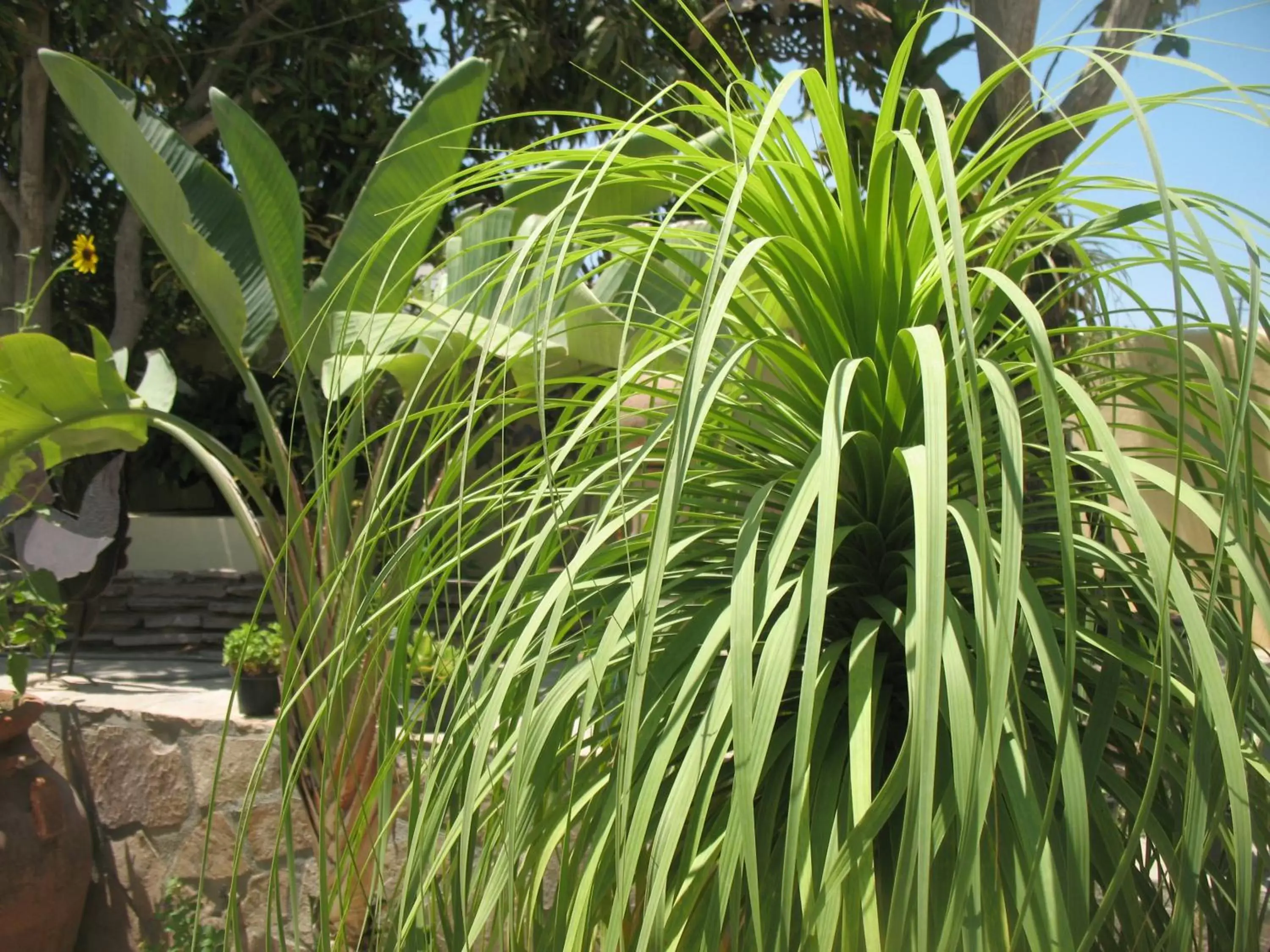 Garden in Hacienda De Palmas