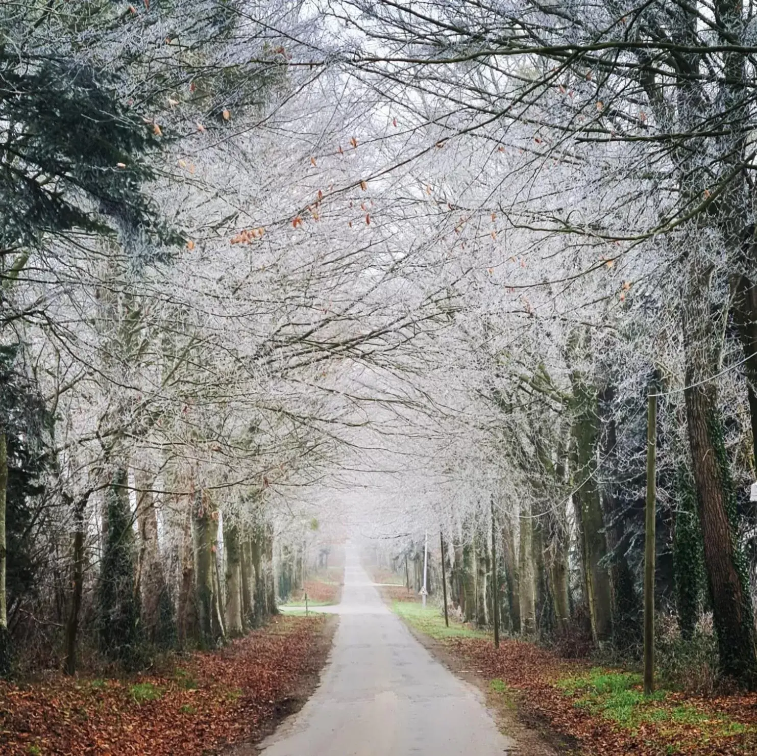 Winter in La Pichonnière