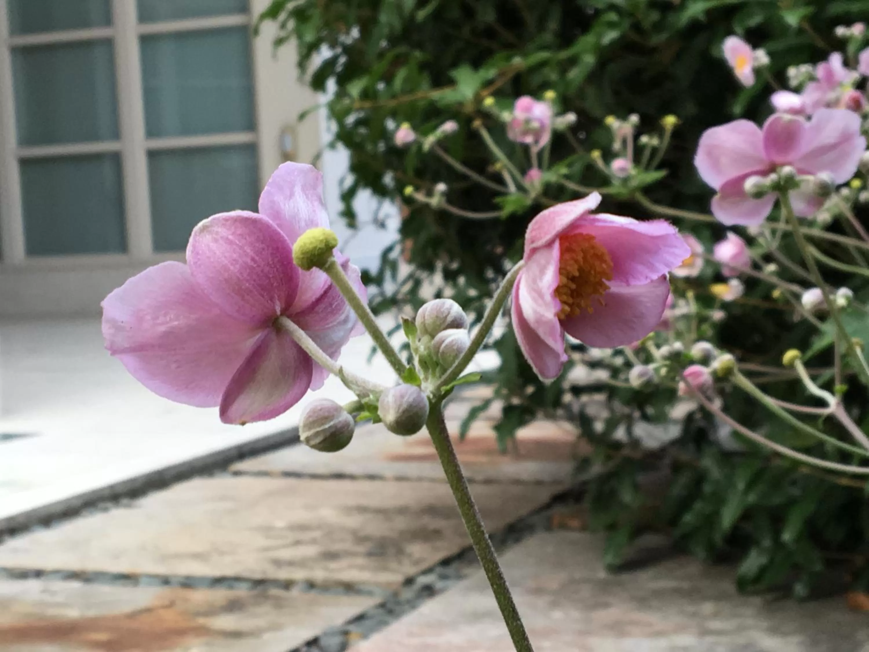 Floor plan in Rosa del Grappa