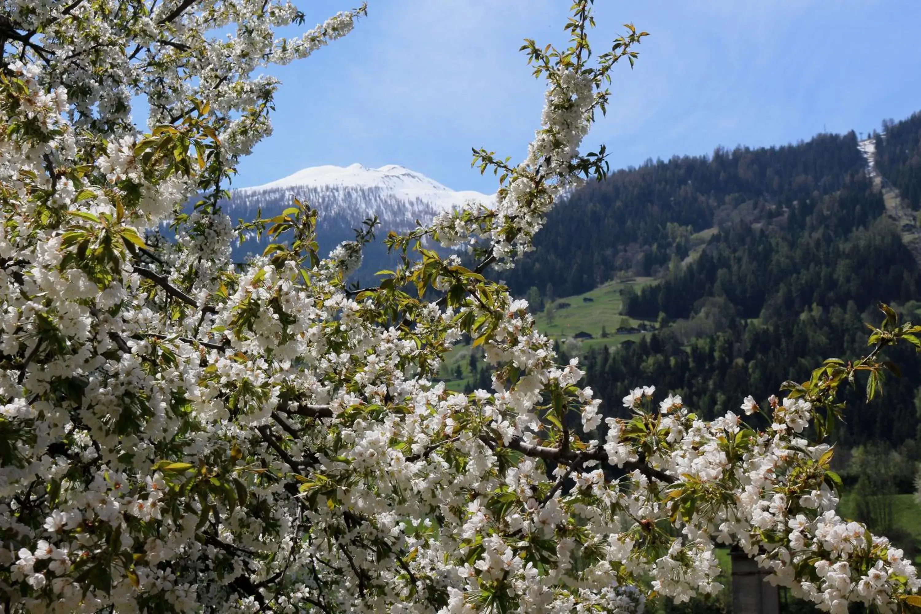 Spring in BnB Claudy et Elizabeth Michellod-Dutheil