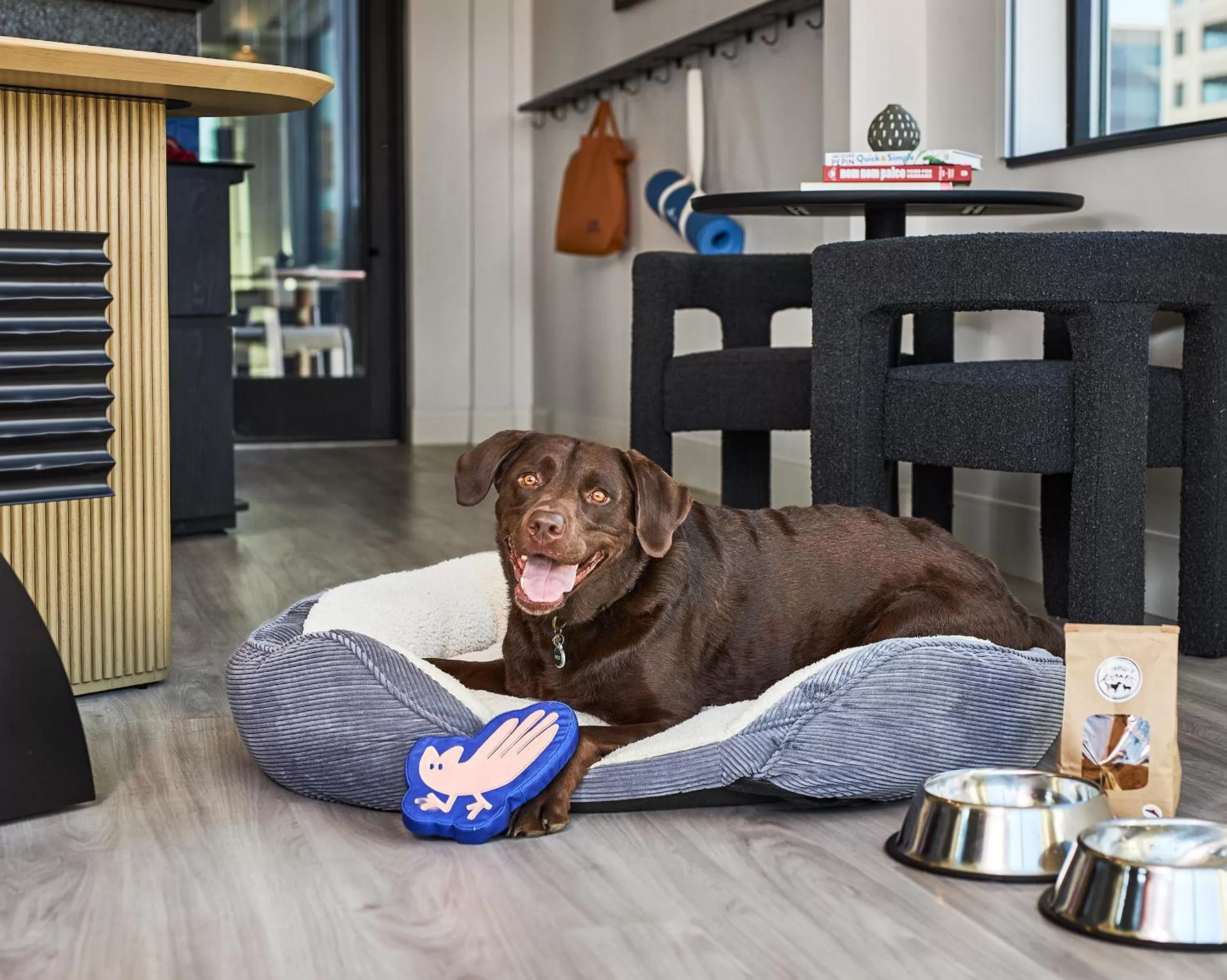 Pets in Catbird Hotel