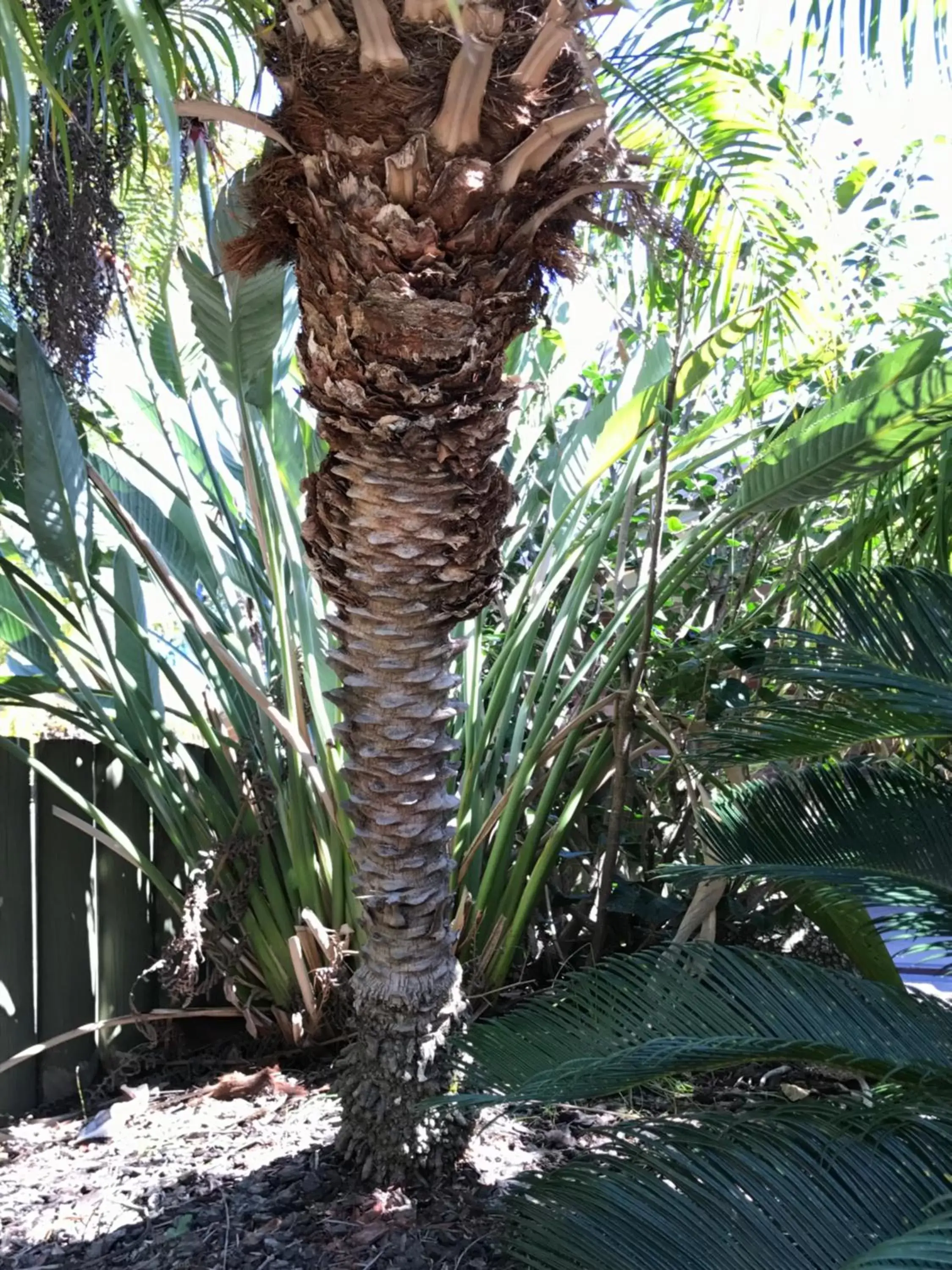 Garden in Sunseeker Motor Inn