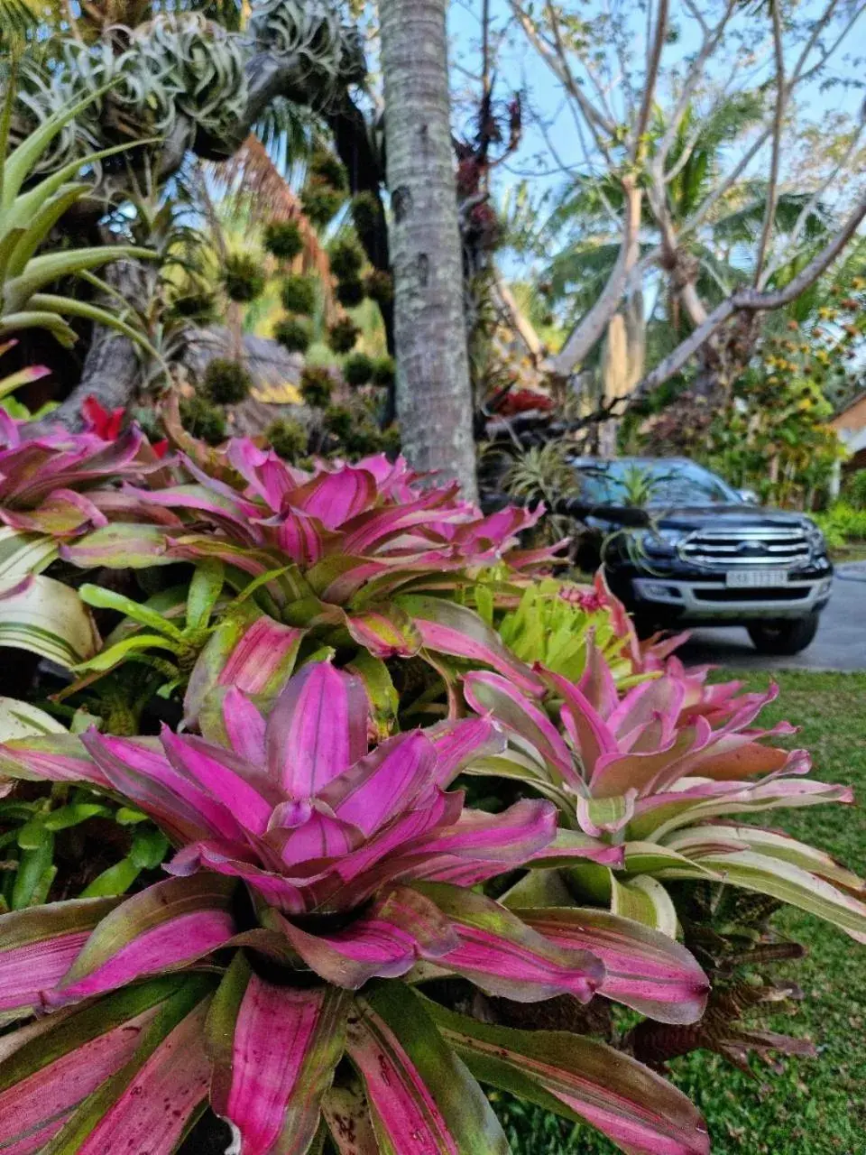 Garden in Coco Palm Beach Resort & Spa