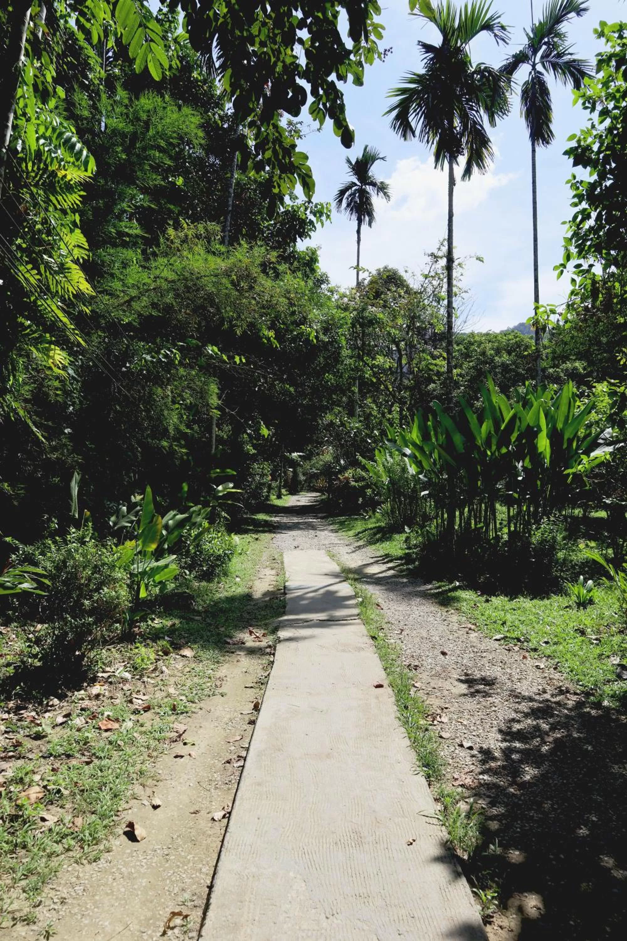 Garden in Khao Sok Morning Mist Resort