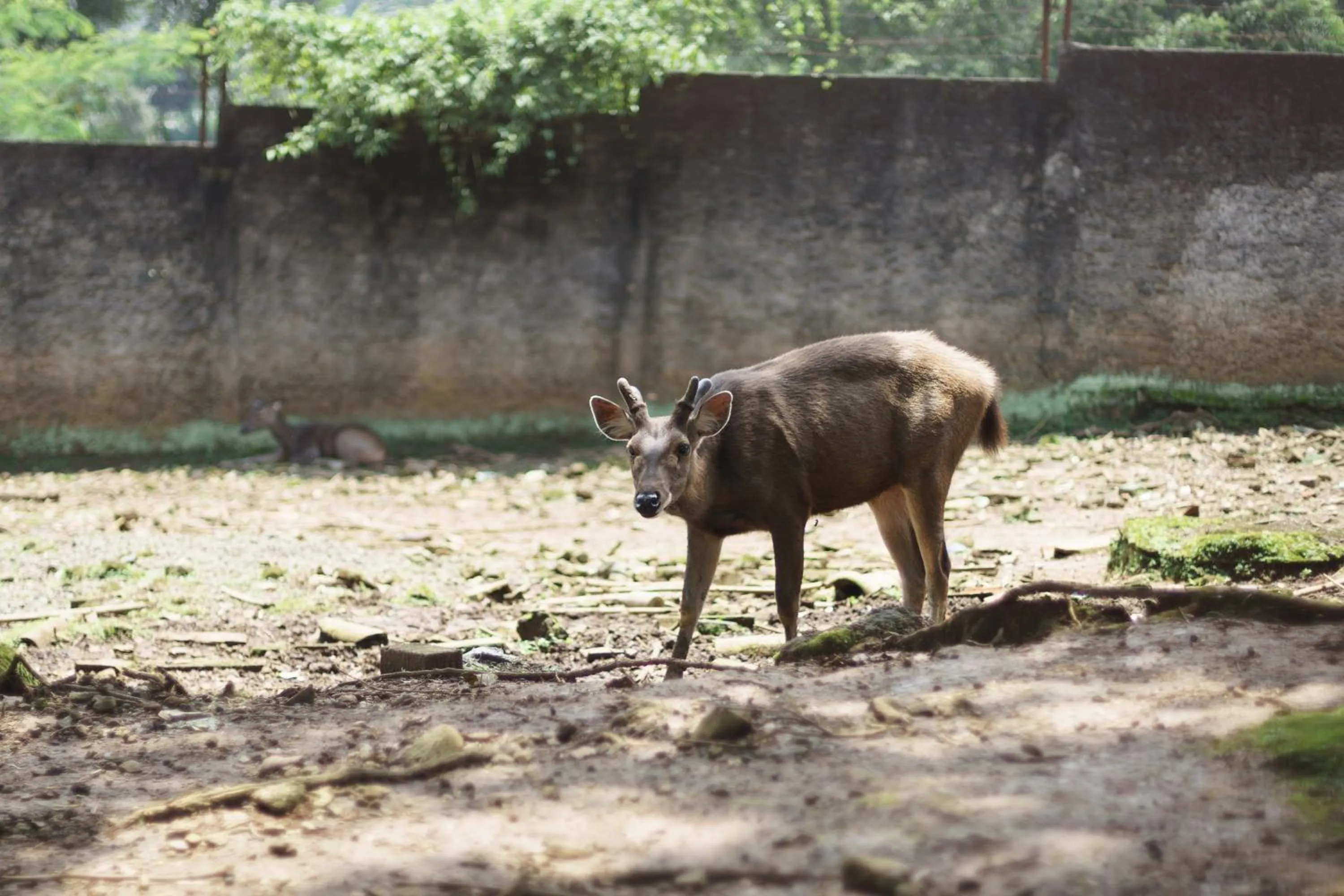 RedDoorz Plus at Hotel Negeri Baru Lodaya Puncak
