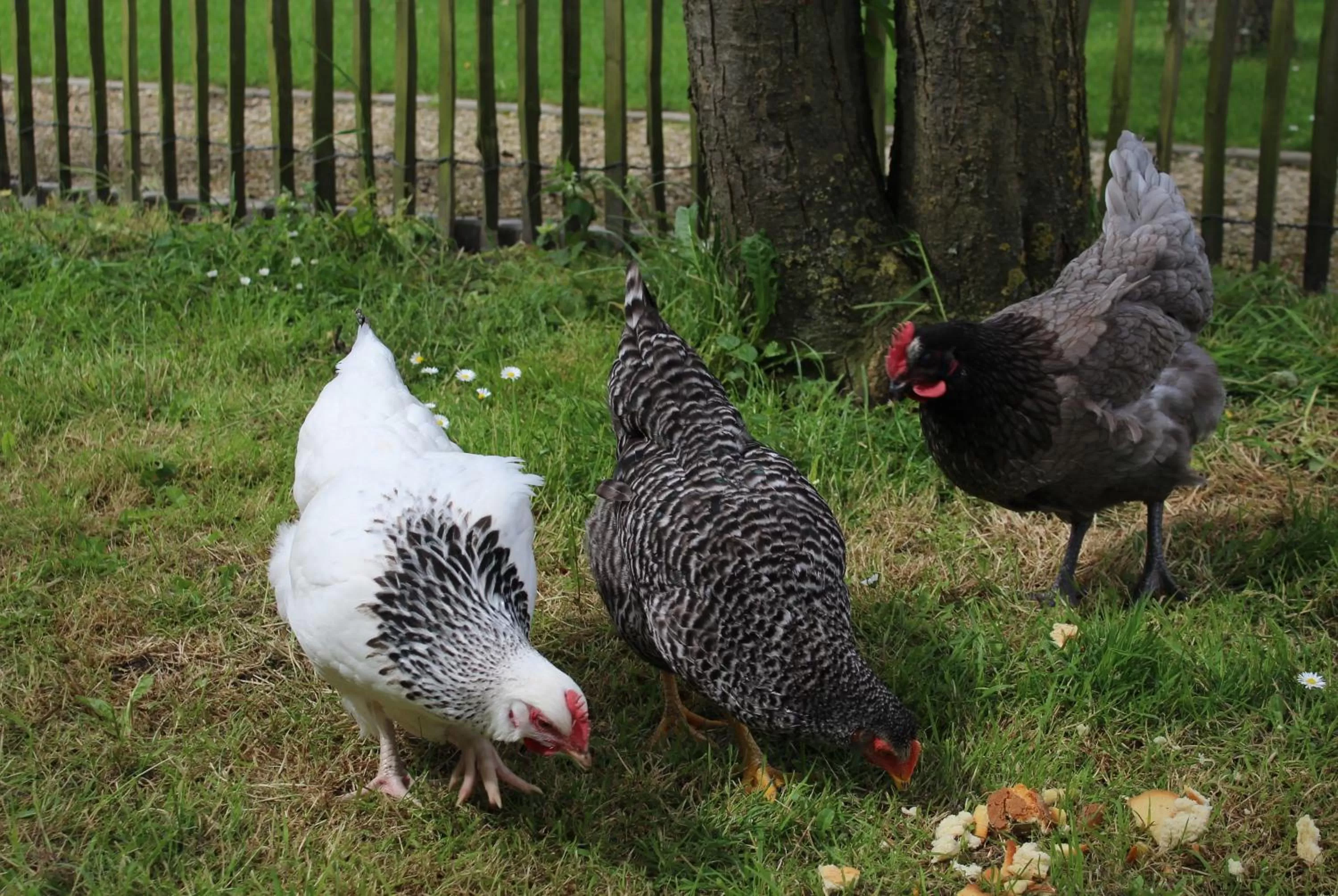 Animals in B&B Altijd Genieten