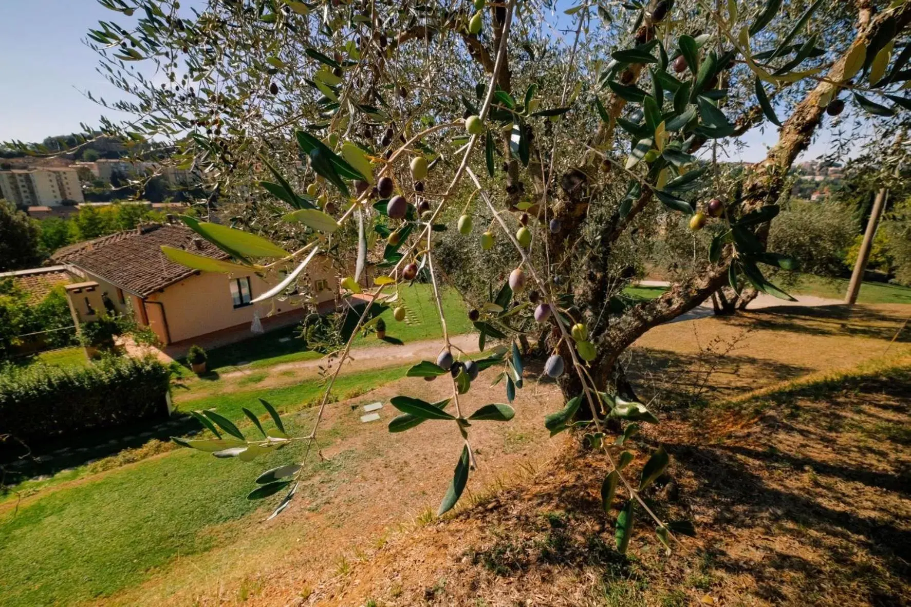 Garden view, Garden in Borgo Grondaie