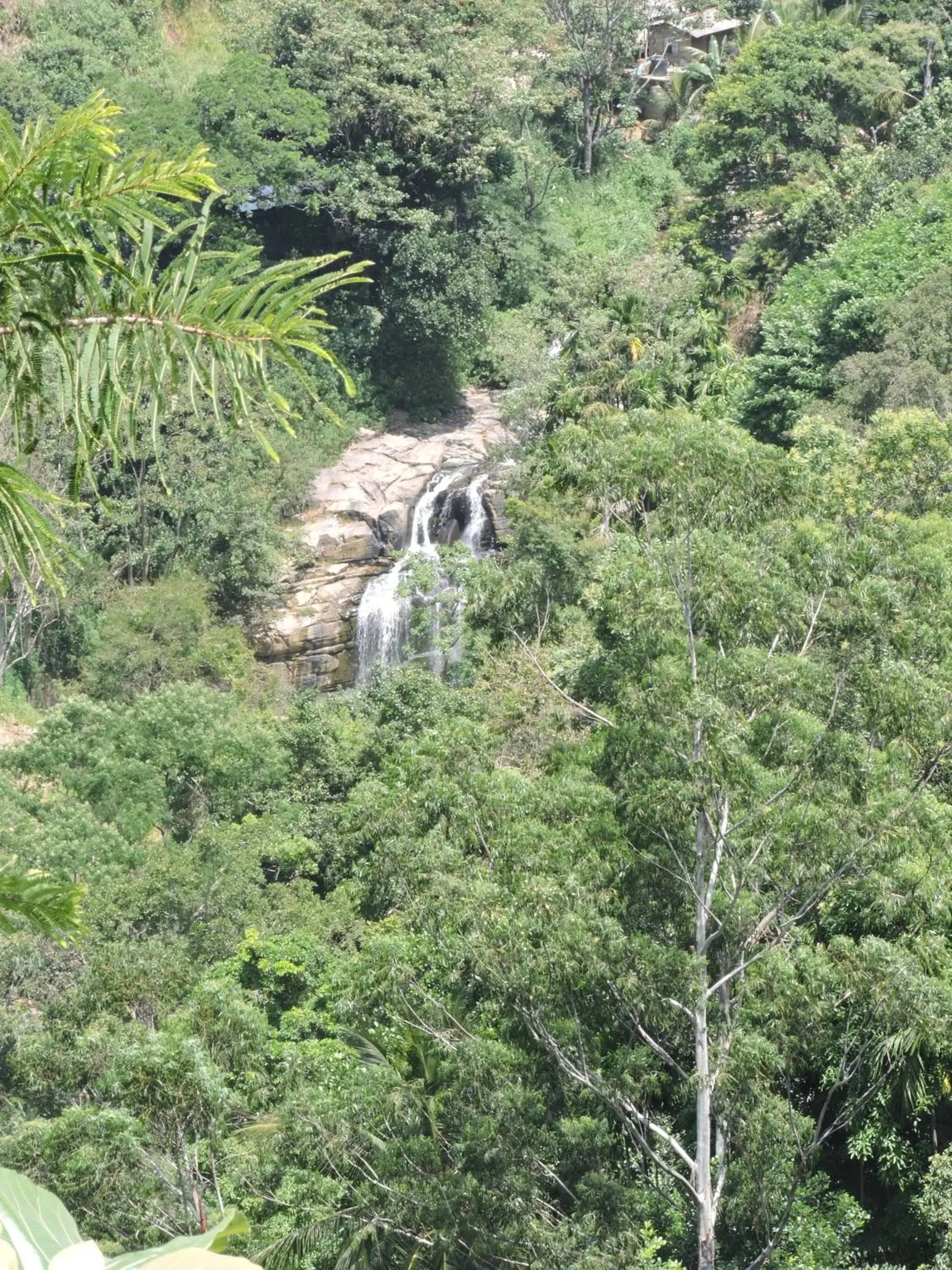 View (from property/room), Other Animals in Misty Hills Ella Resort