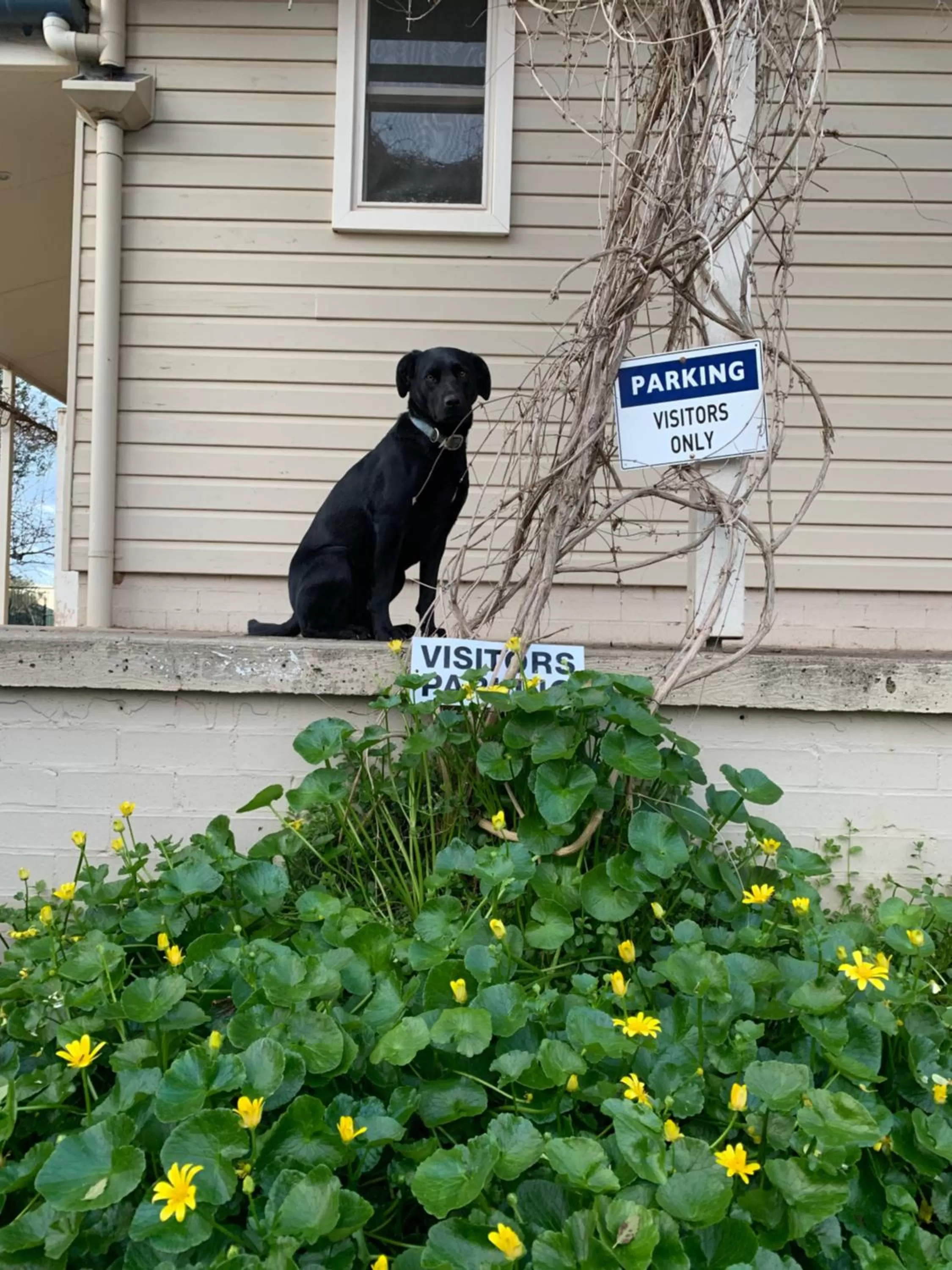 Pets in Amazing Views Pet Friendly Bed and Breakfast