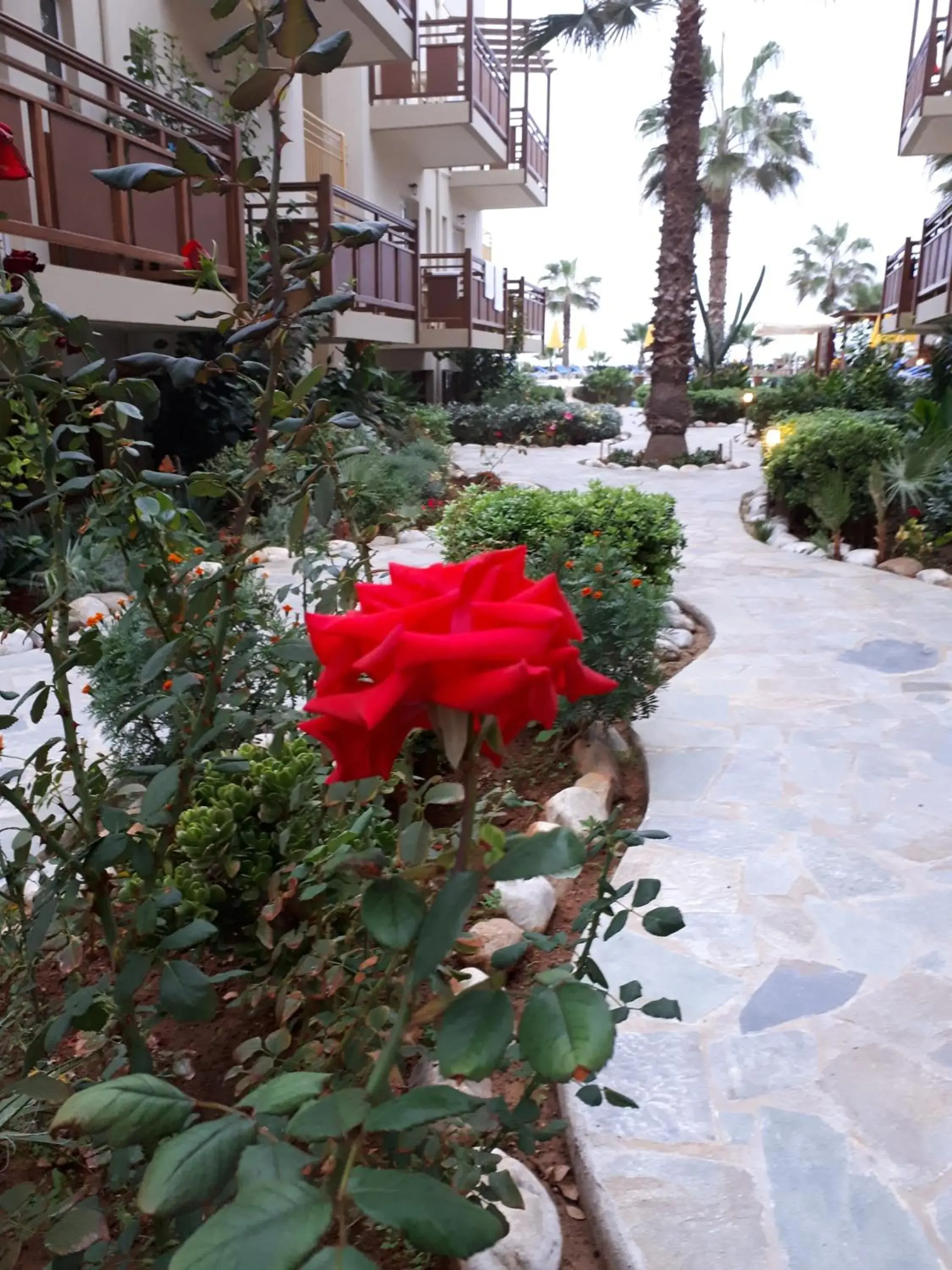 Garden in Ilian Beach