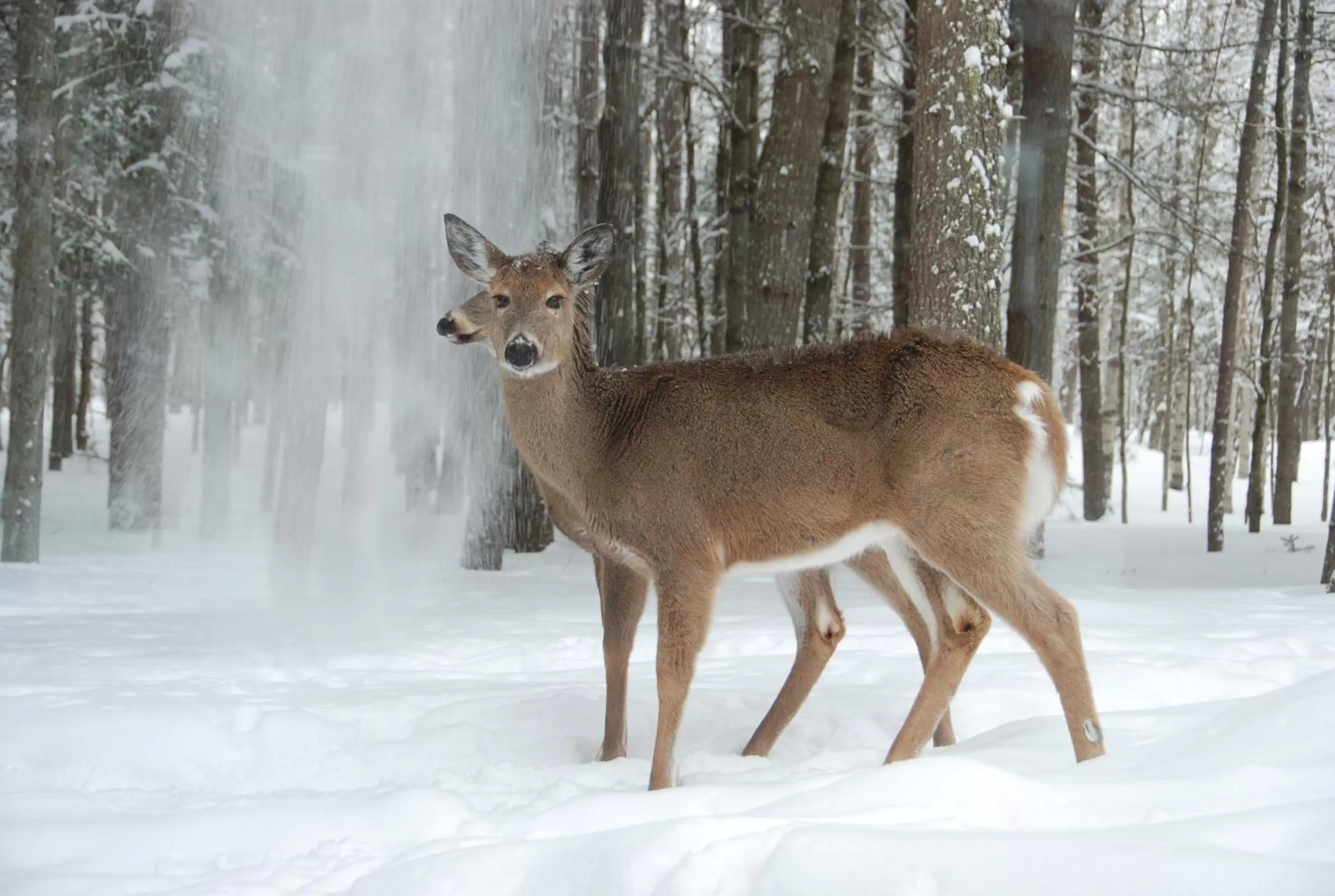 Winter, Other Animals in Auberge le Cosy