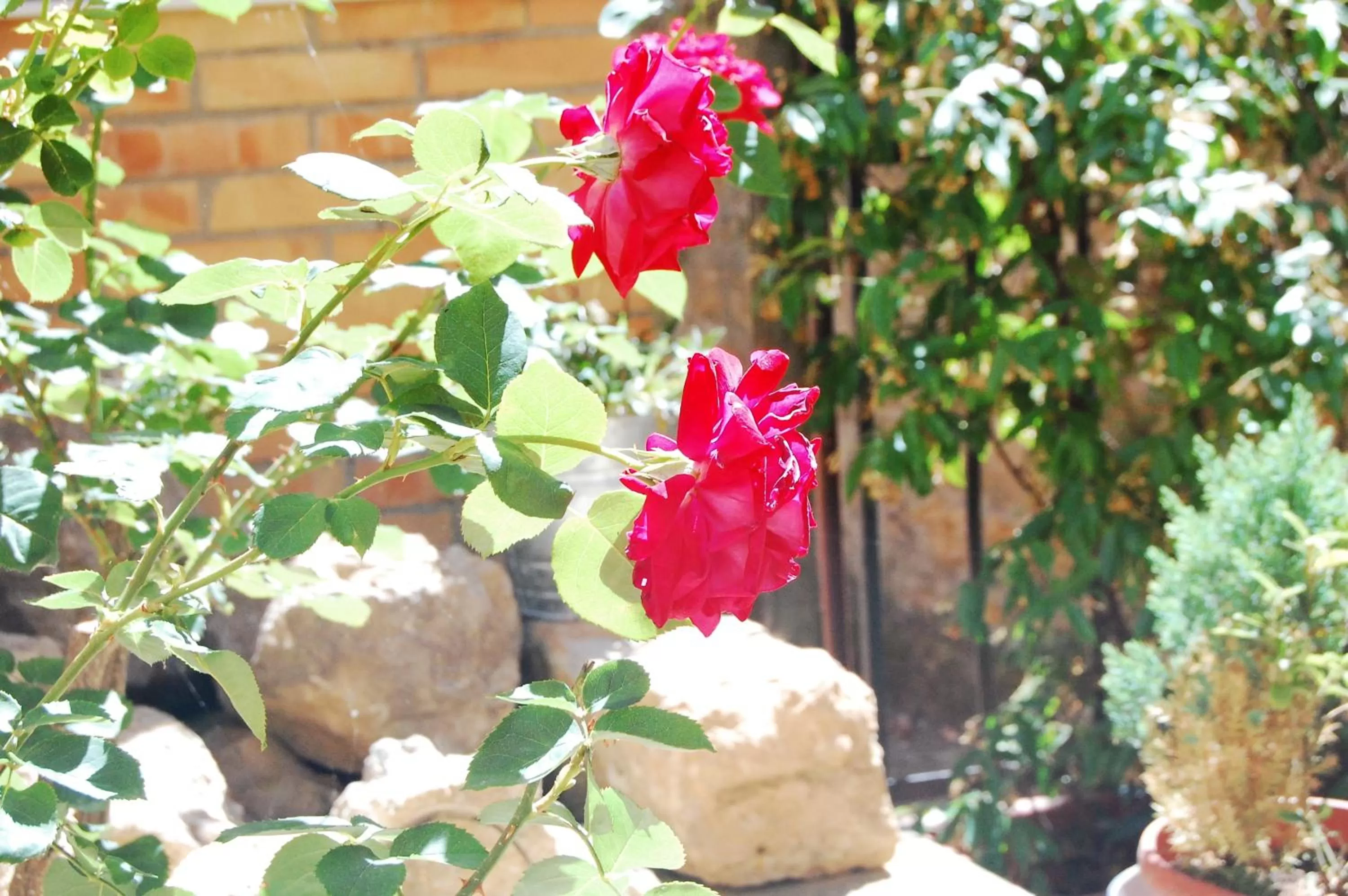 Patio in Hotel La Locanda