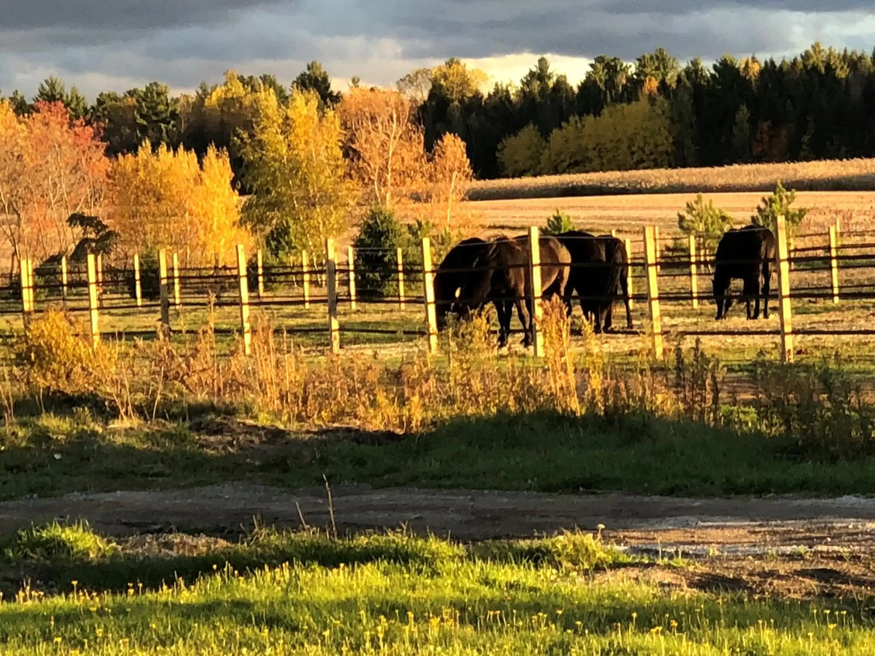 Other Animals in Motel Becancour