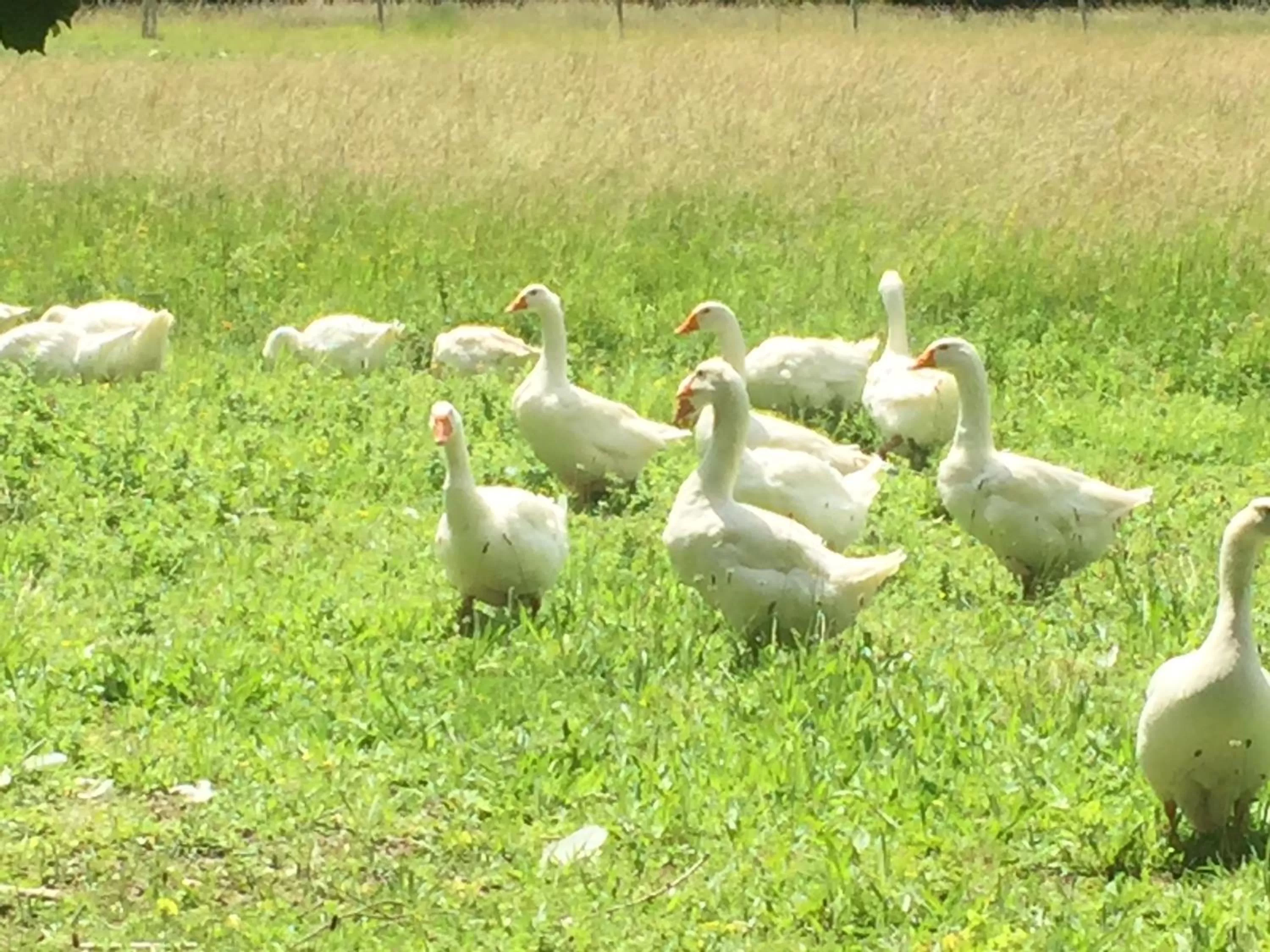 Pets, Other Animals in Manoir de la Rémonière
