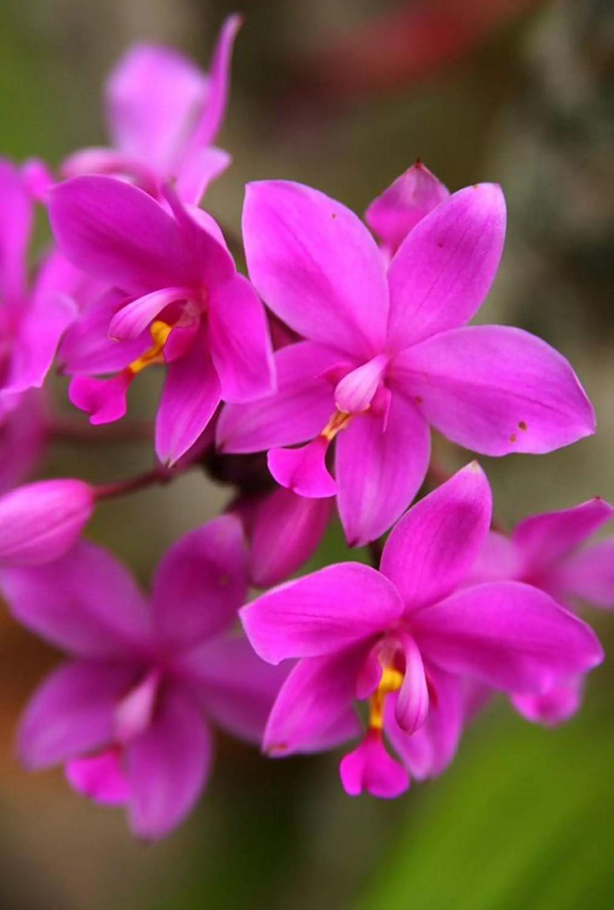 Garden in The Fiji Orchid