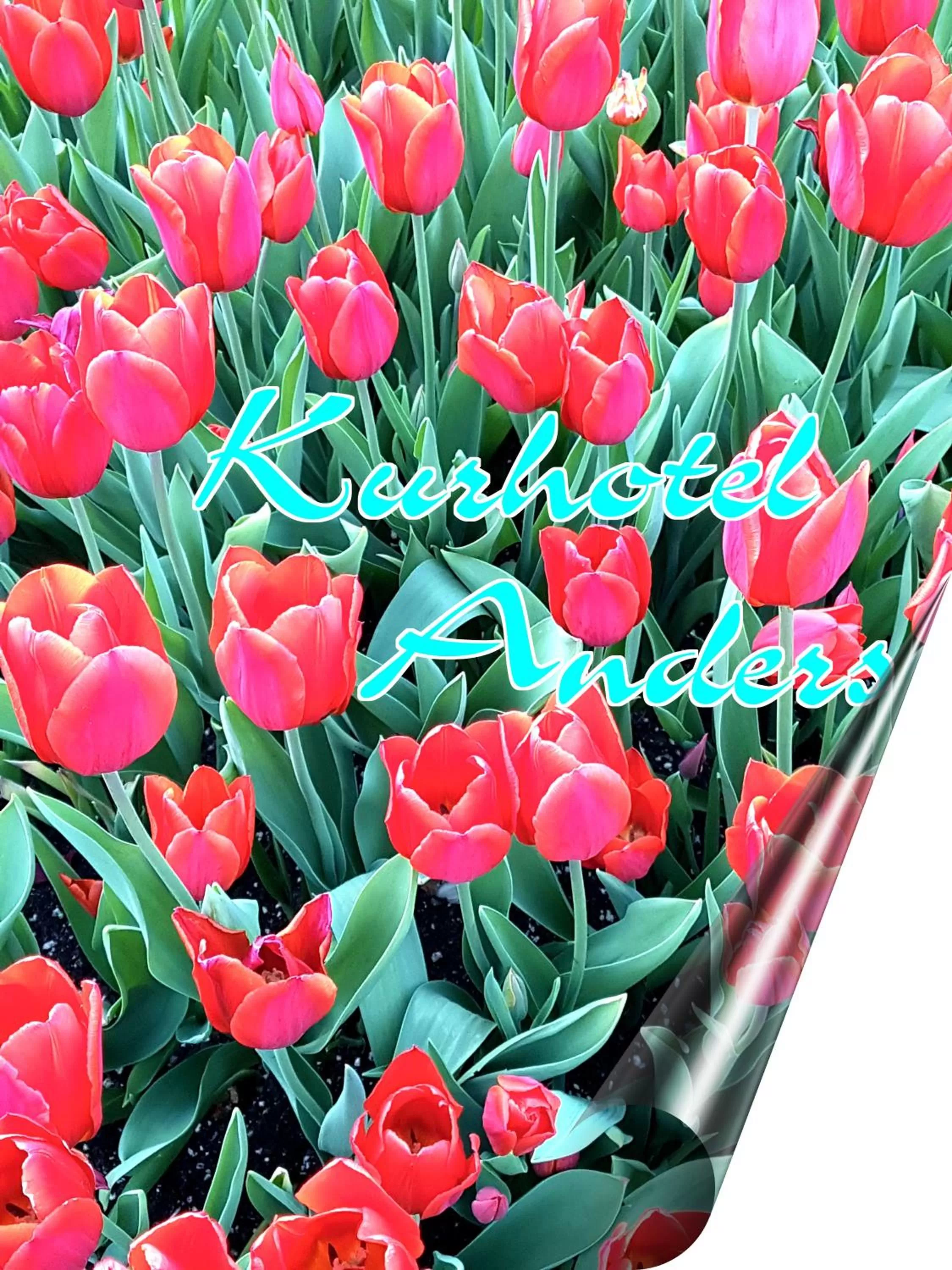 Property logo or sign in Kurhotel Anders