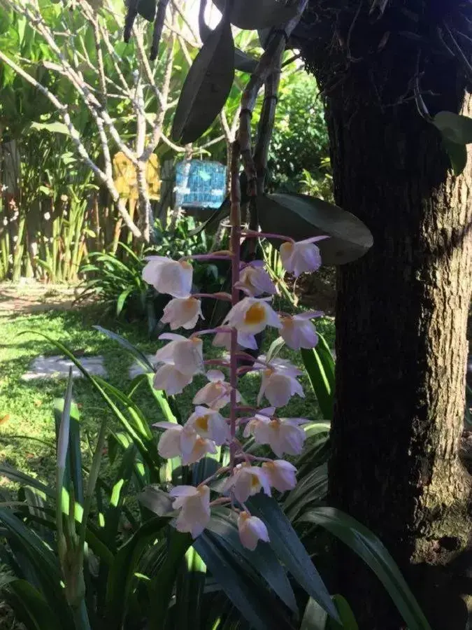 Garden in Hoi an Osaka Riverside Villa & Spa