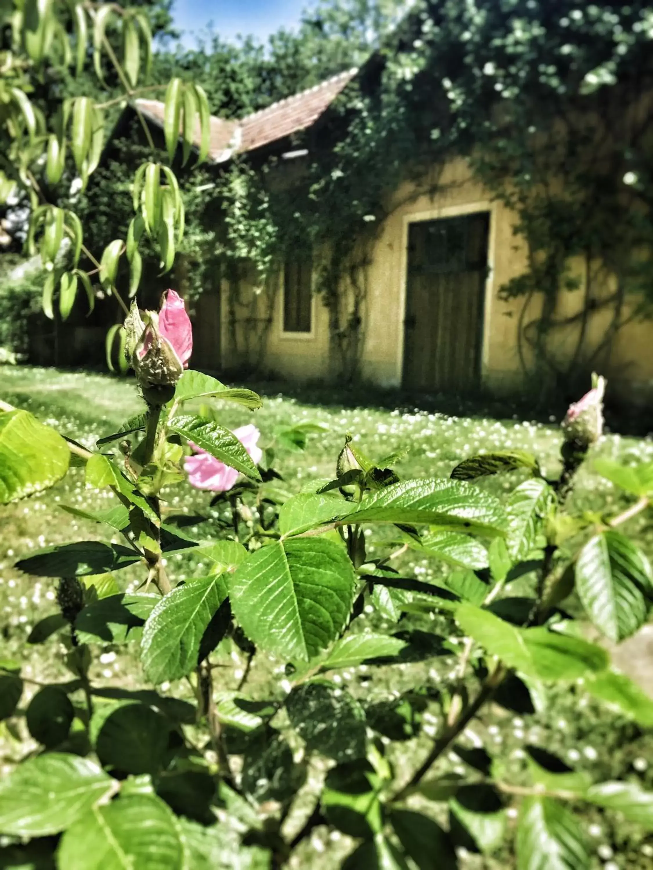 Property building, Garden in Le dimore de Il borgo del balsamico