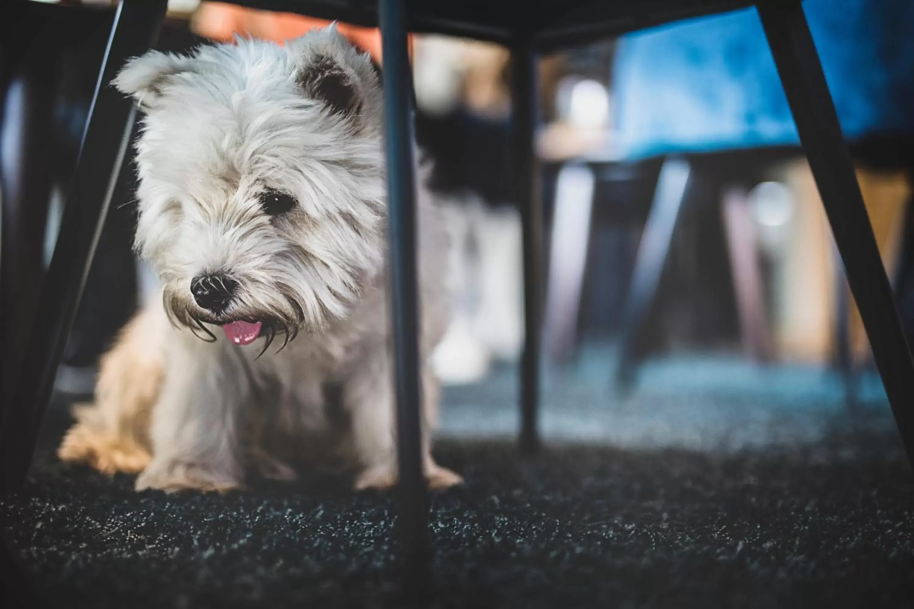 Lounge or bar, Pets in Hotel Atlantic