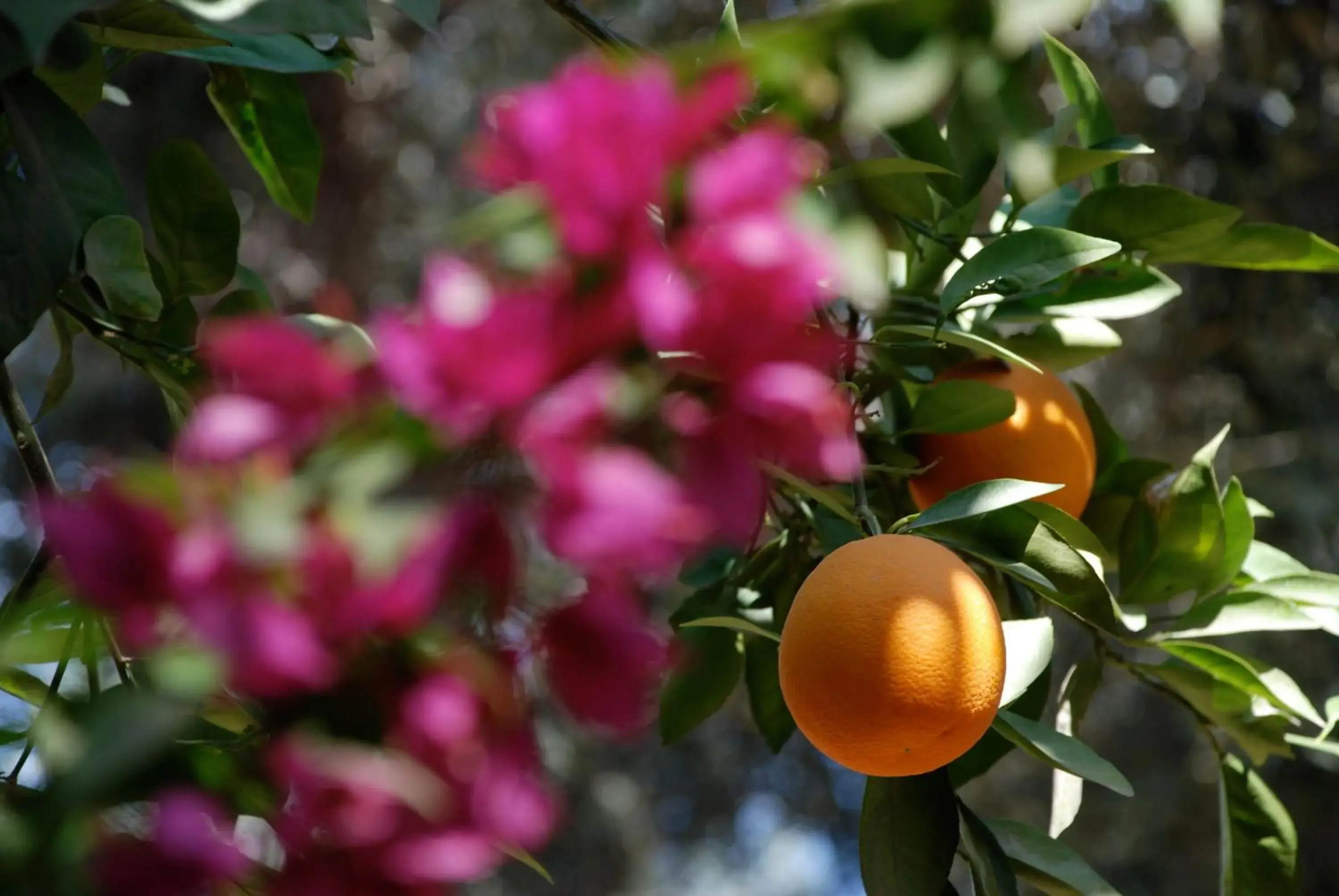 Garden in Hotel Dar Zitoune Taroudant