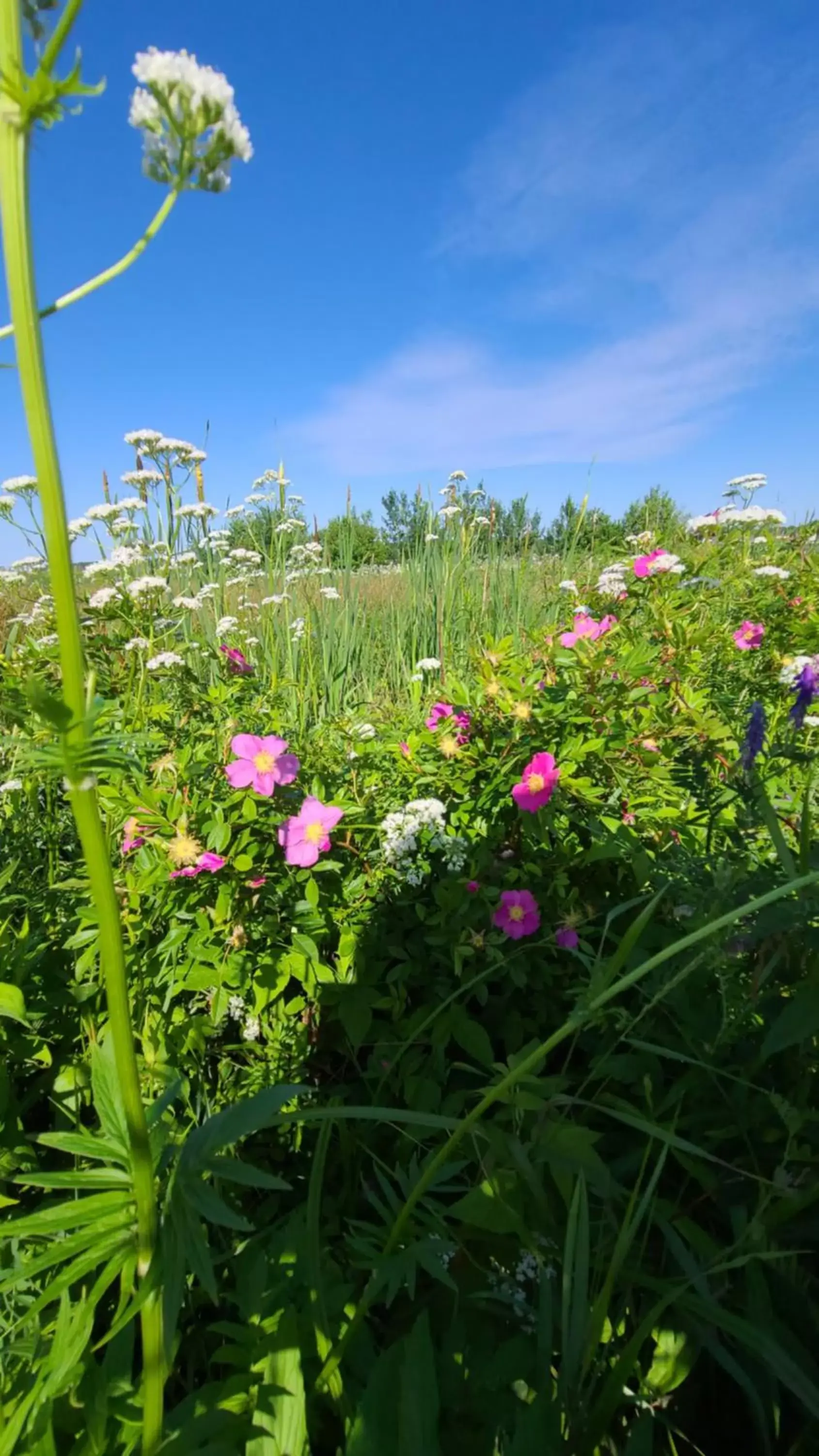 Natural landscape, Garden in Bouctouche Bay Inn