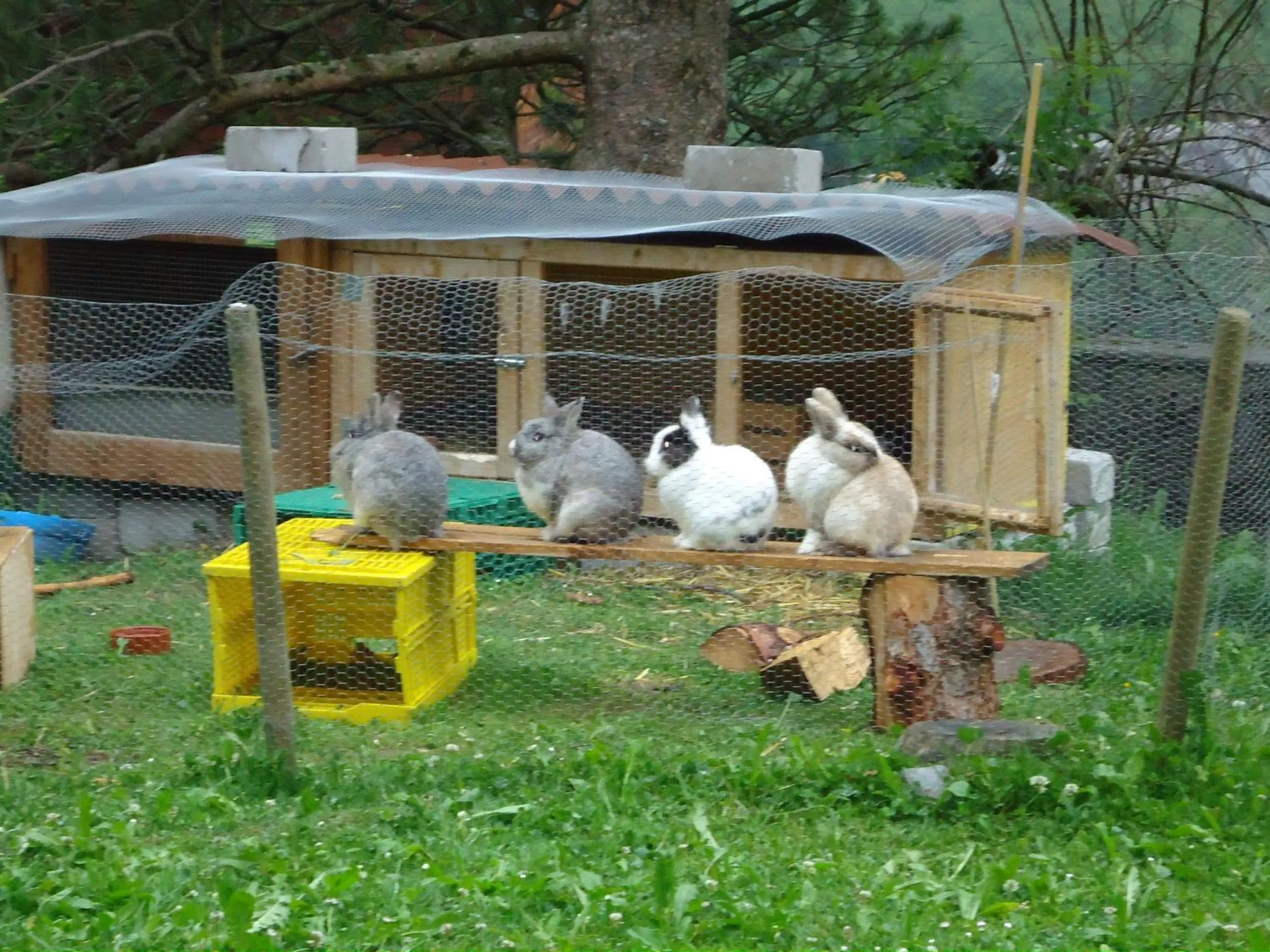 Animals in Hotel Tschuggen