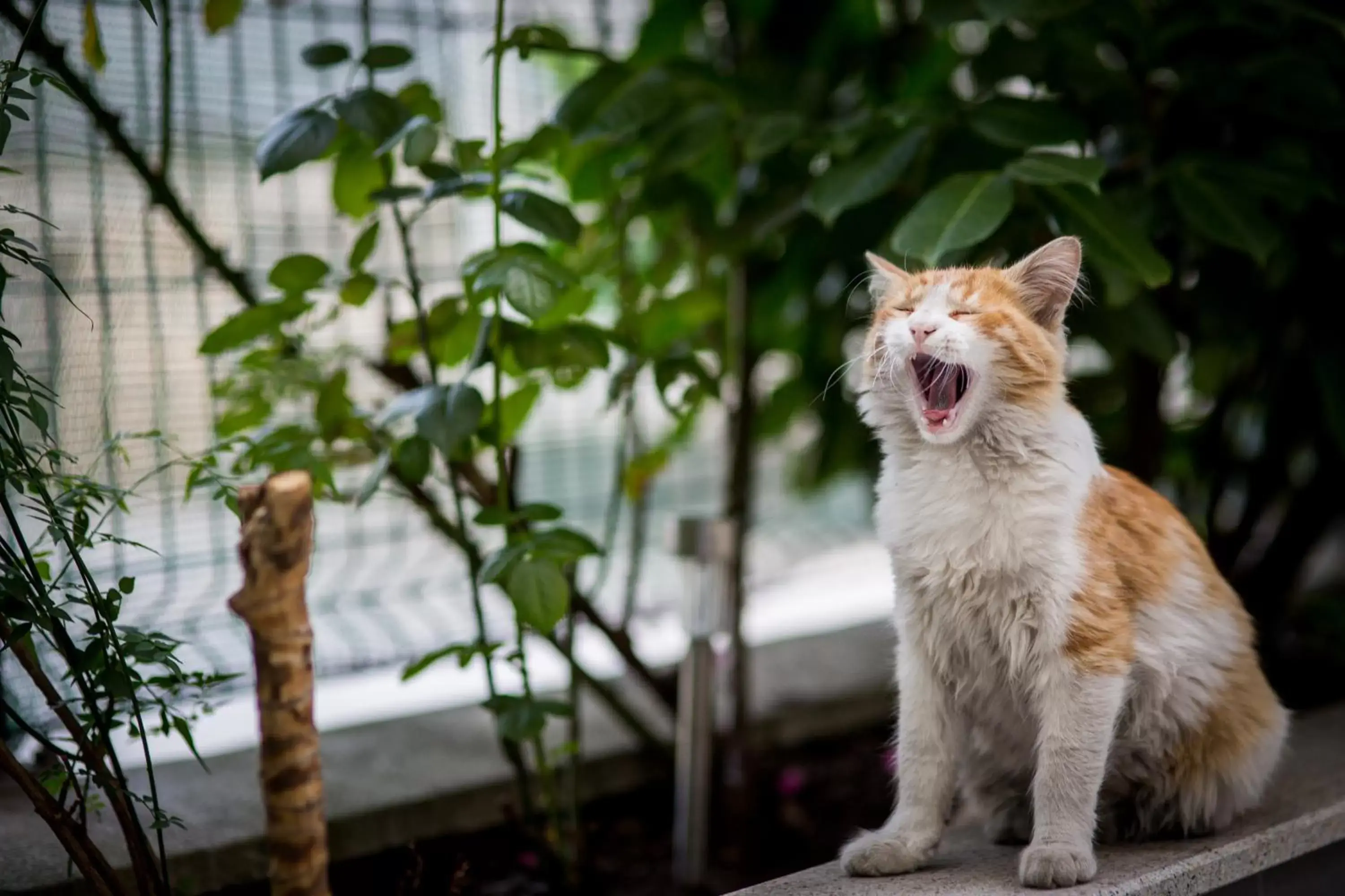 Patio, Pets in Budapest Hotel