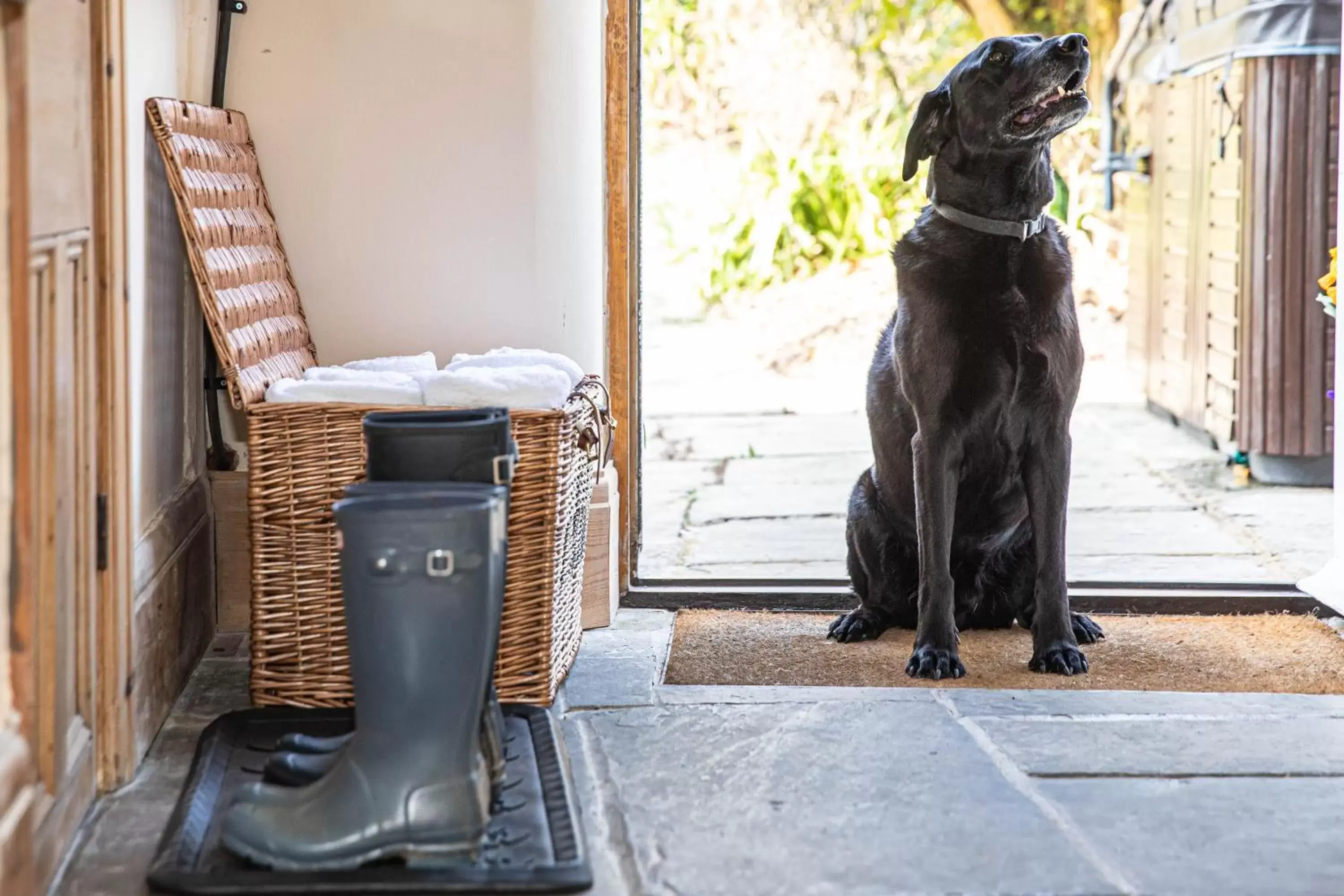 Pets in Goldsborough Hall