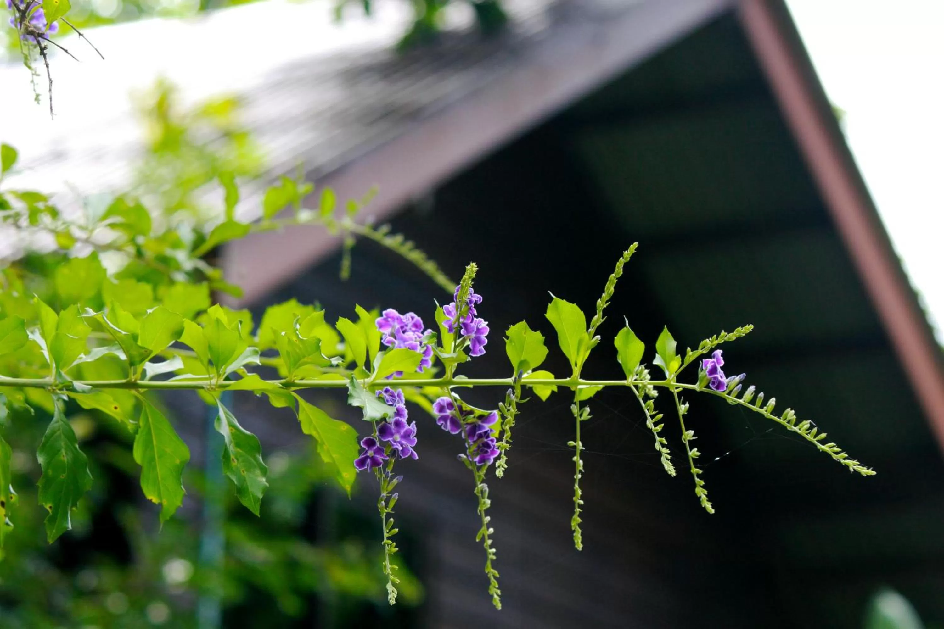 Property building in Khao Sok Morning Mist Resort