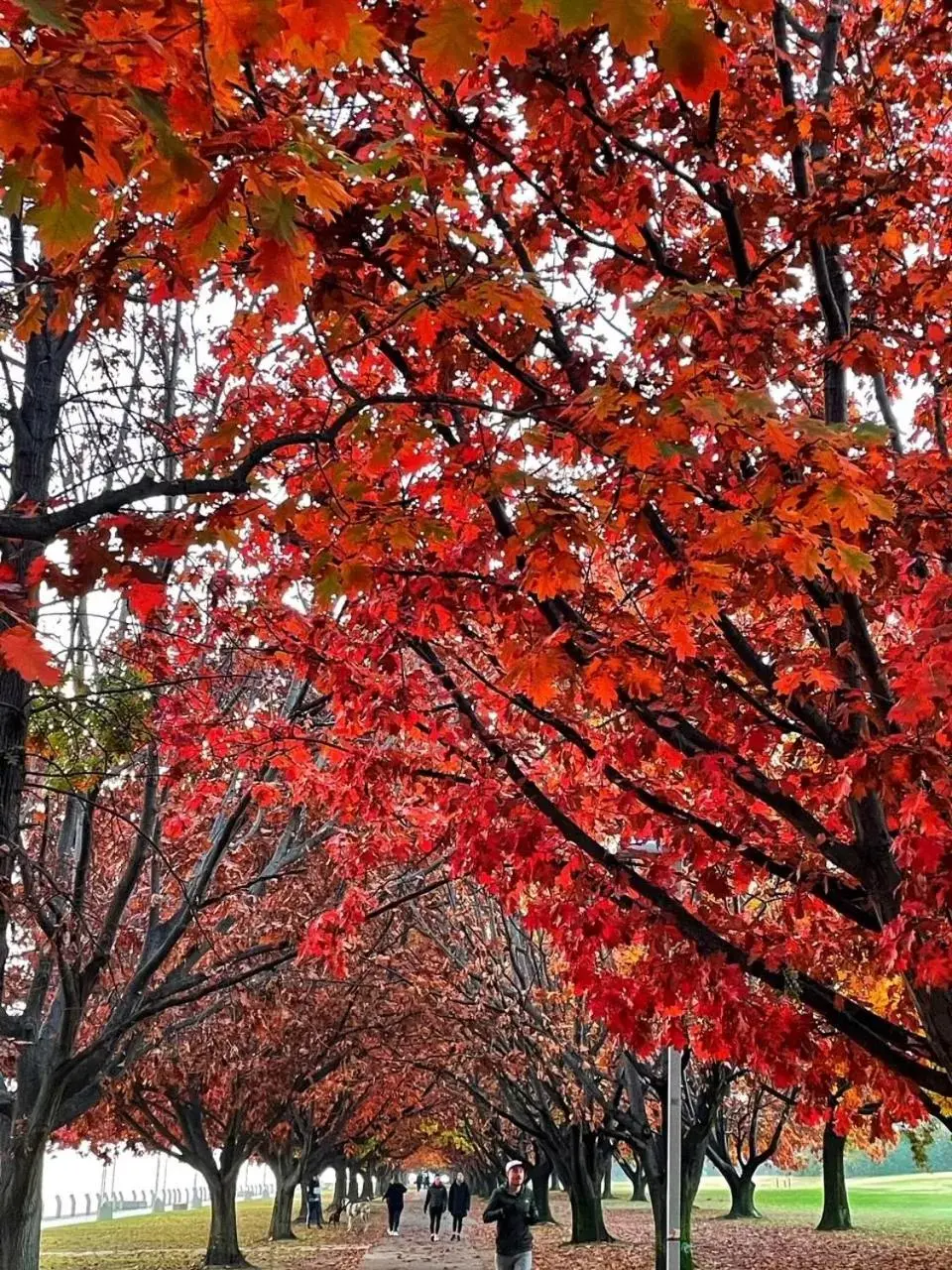 Natural landscape in Forrest Hotel & Apartments