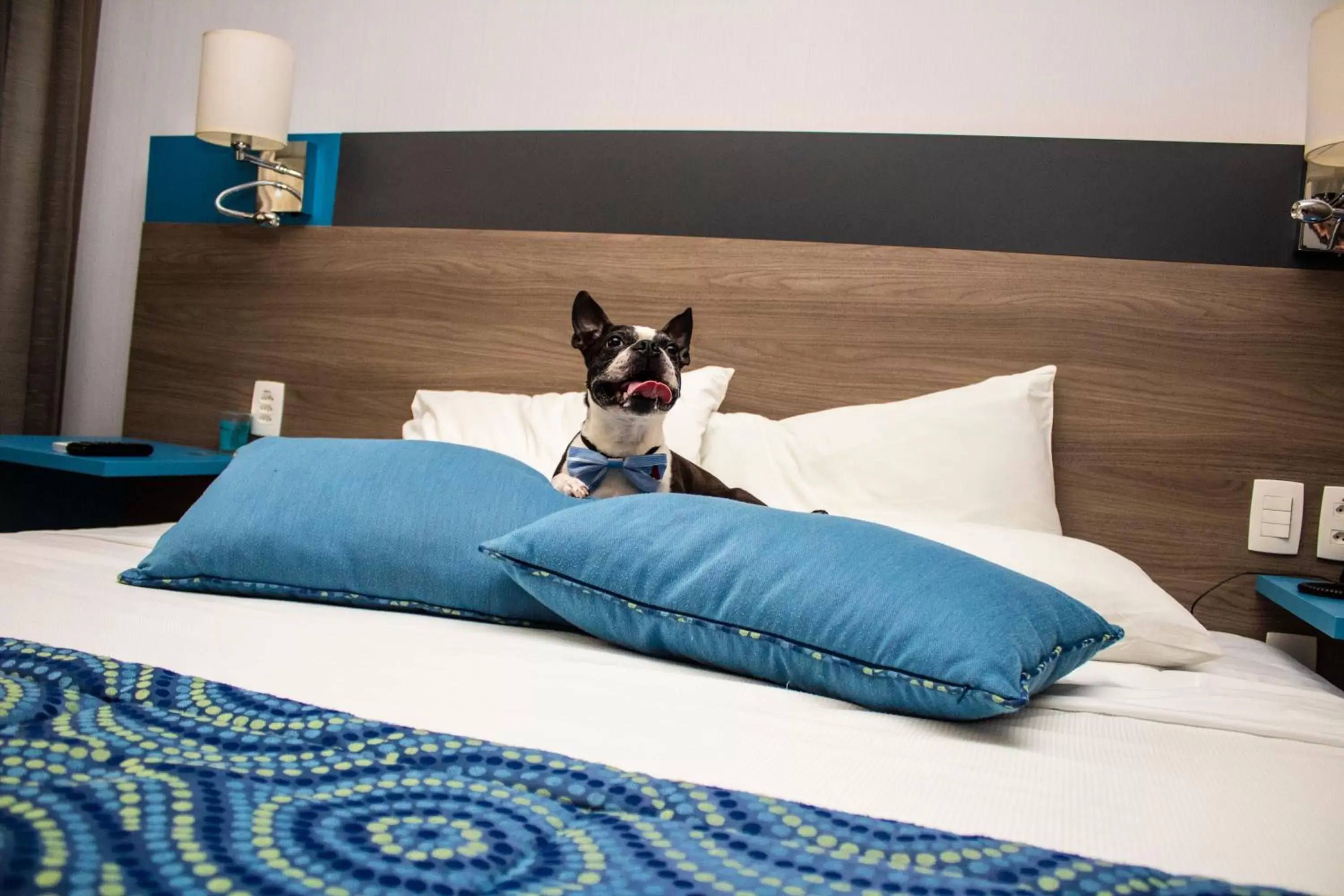 Bed, Pets in Hilton Garden Inn Santo Andre