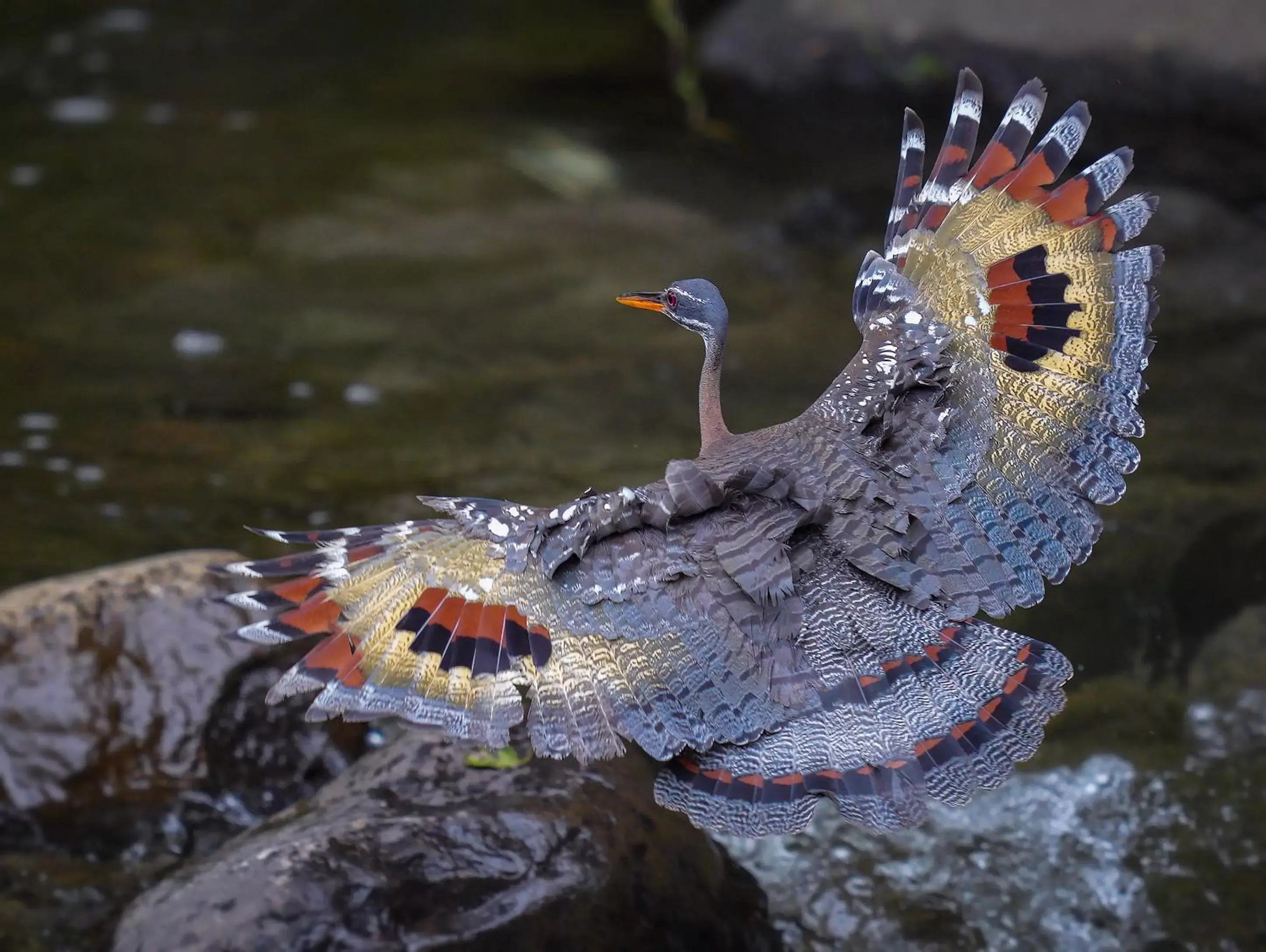 River view, Other Animals in Arte de Plumas birding lodge