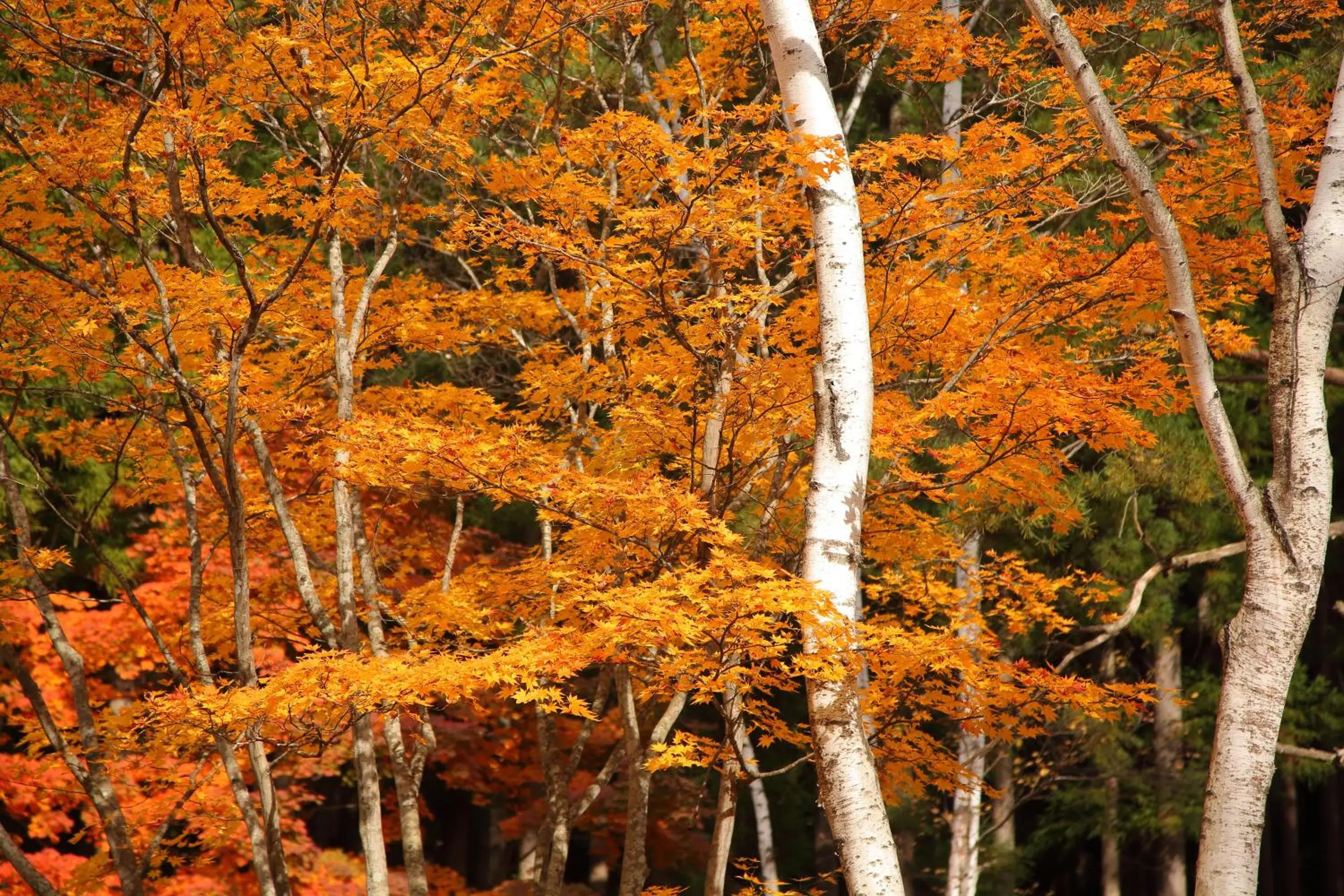 Natural landscape in Hotel Tagawa