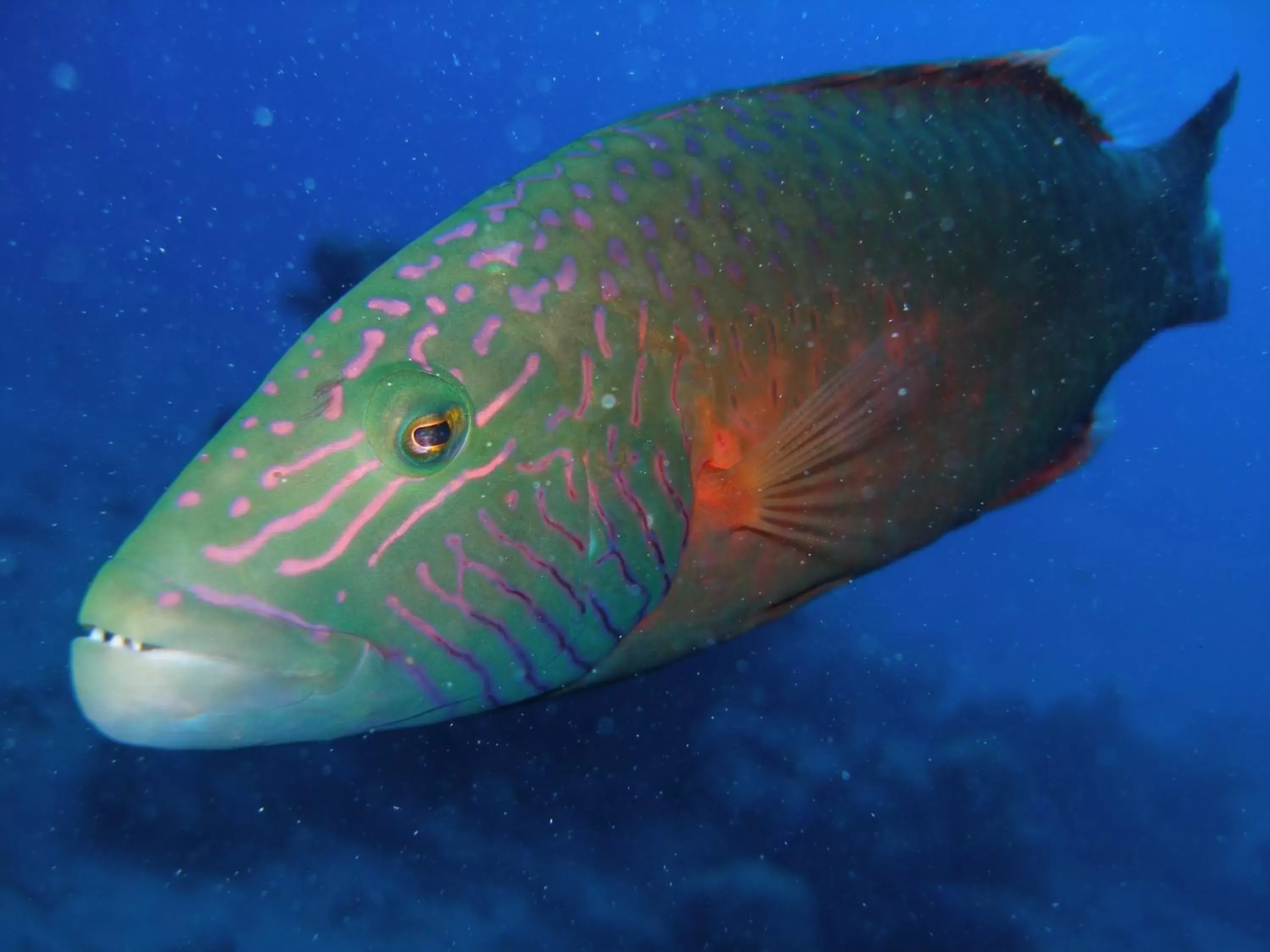 Snorkeling, Other Animals in Coral Sun Beach