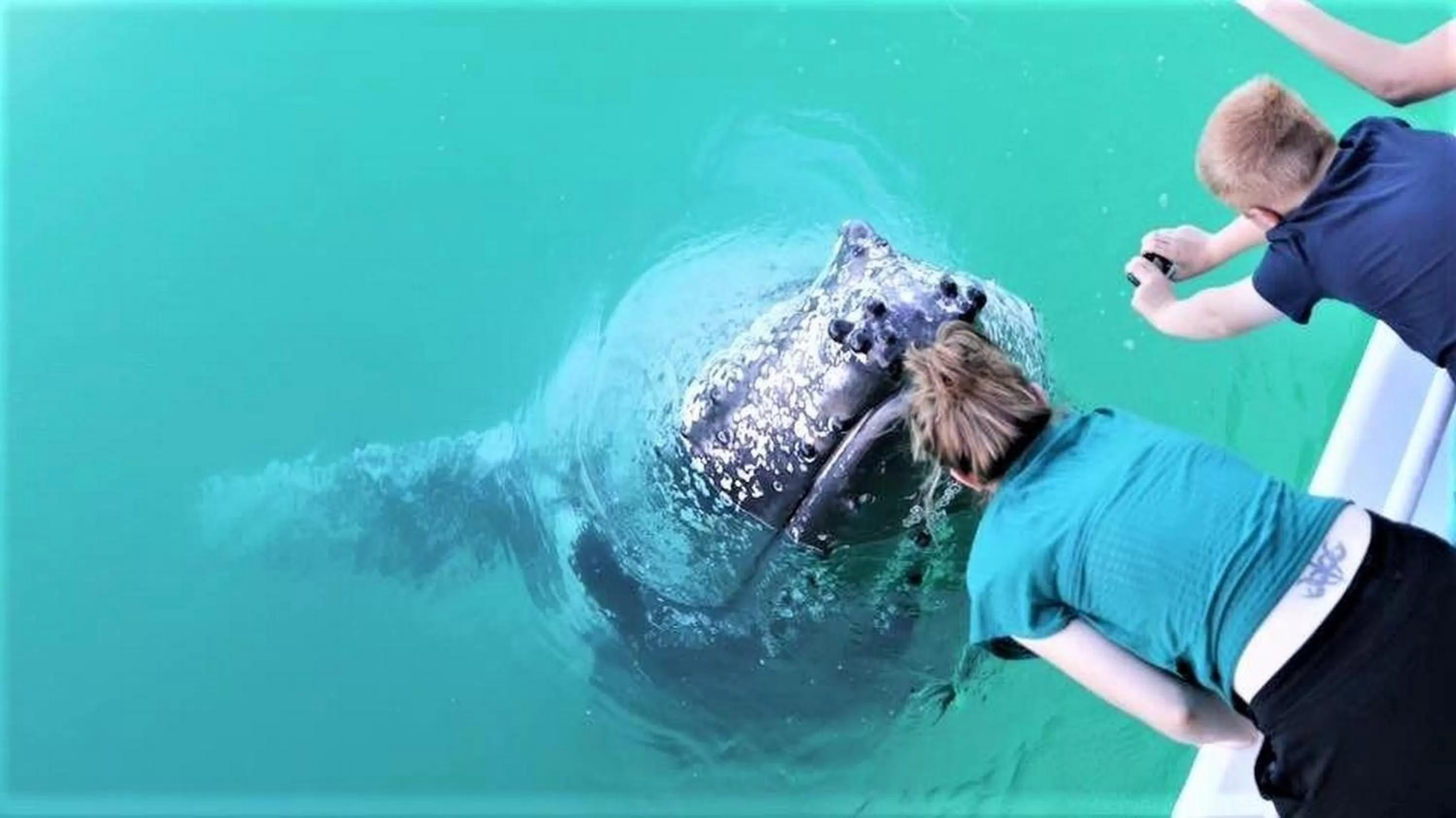 Animals in Tower Court Motel - adults only haven