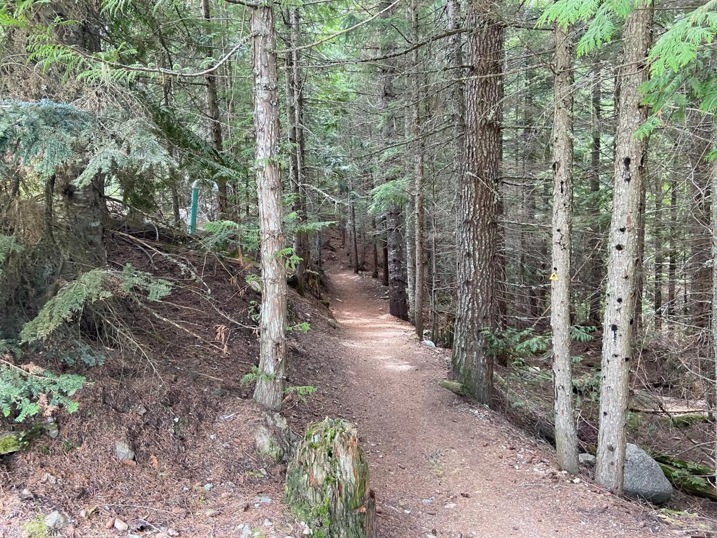 Natural landscape in Blackcomb Springs Suites by CLIQUE