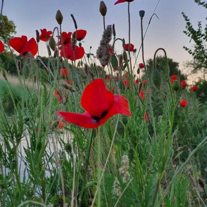 Other Animals in De Vliegende Vlinder