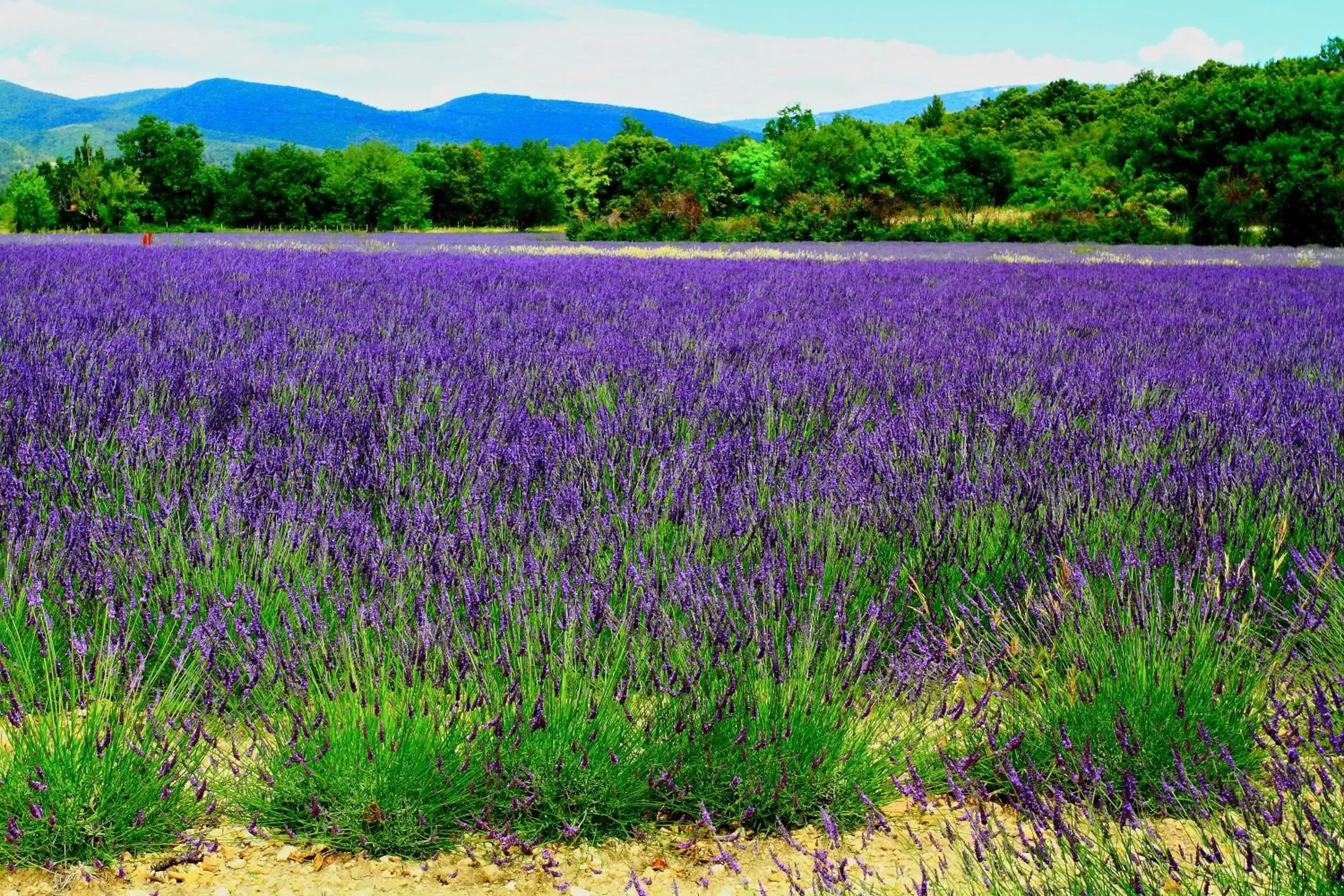 Natural Landscape in La Belle Victorienne