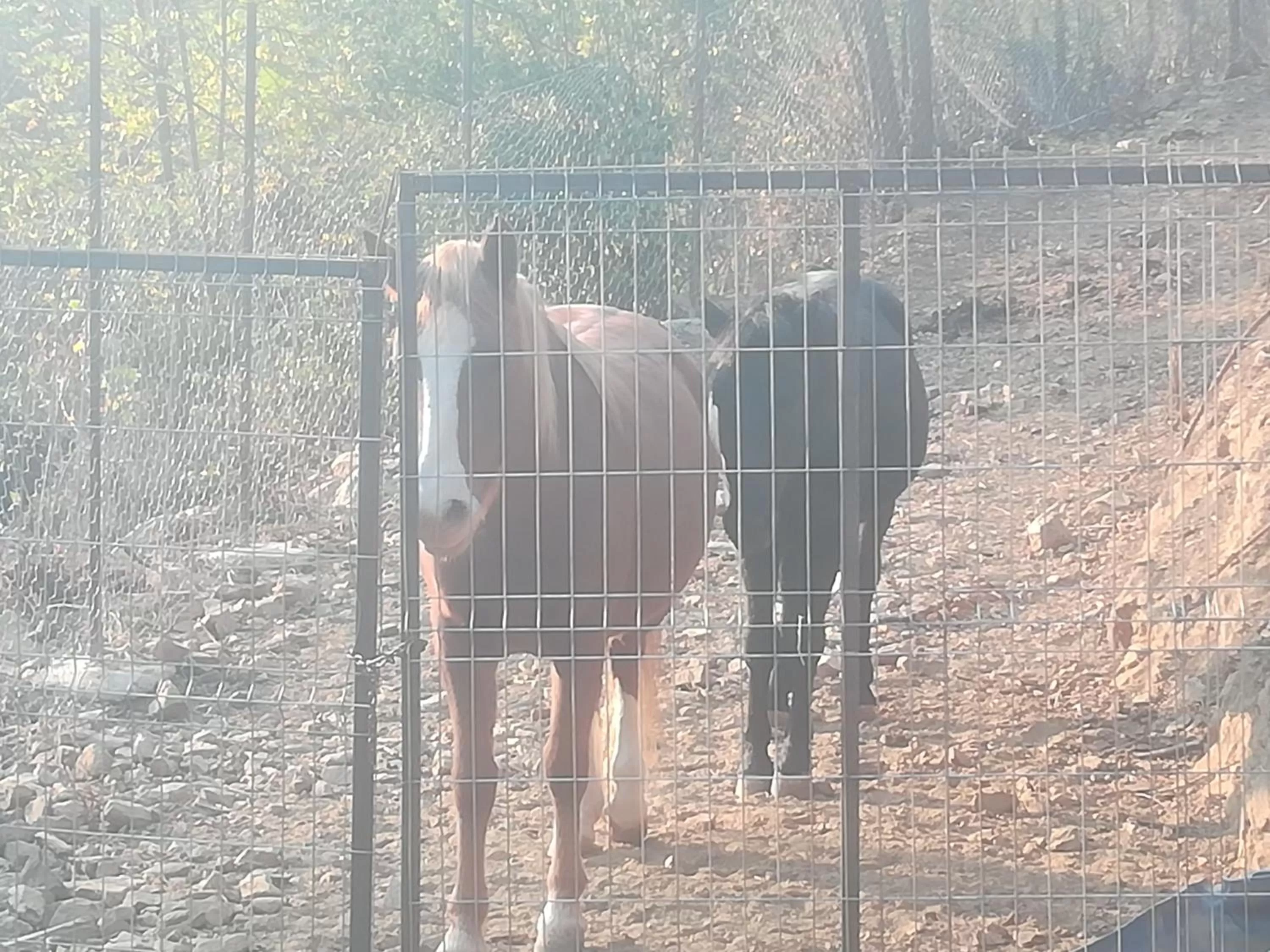 Etno selo Vile Jefimija, selo Preobrazenje, Vranje