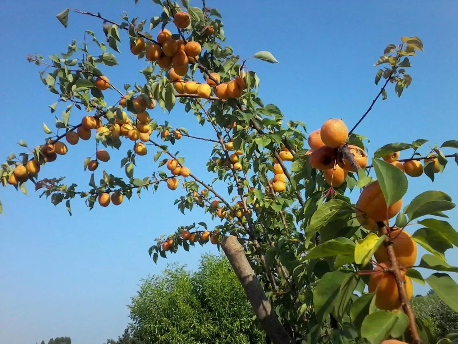 Garden view in Il giuggiolo