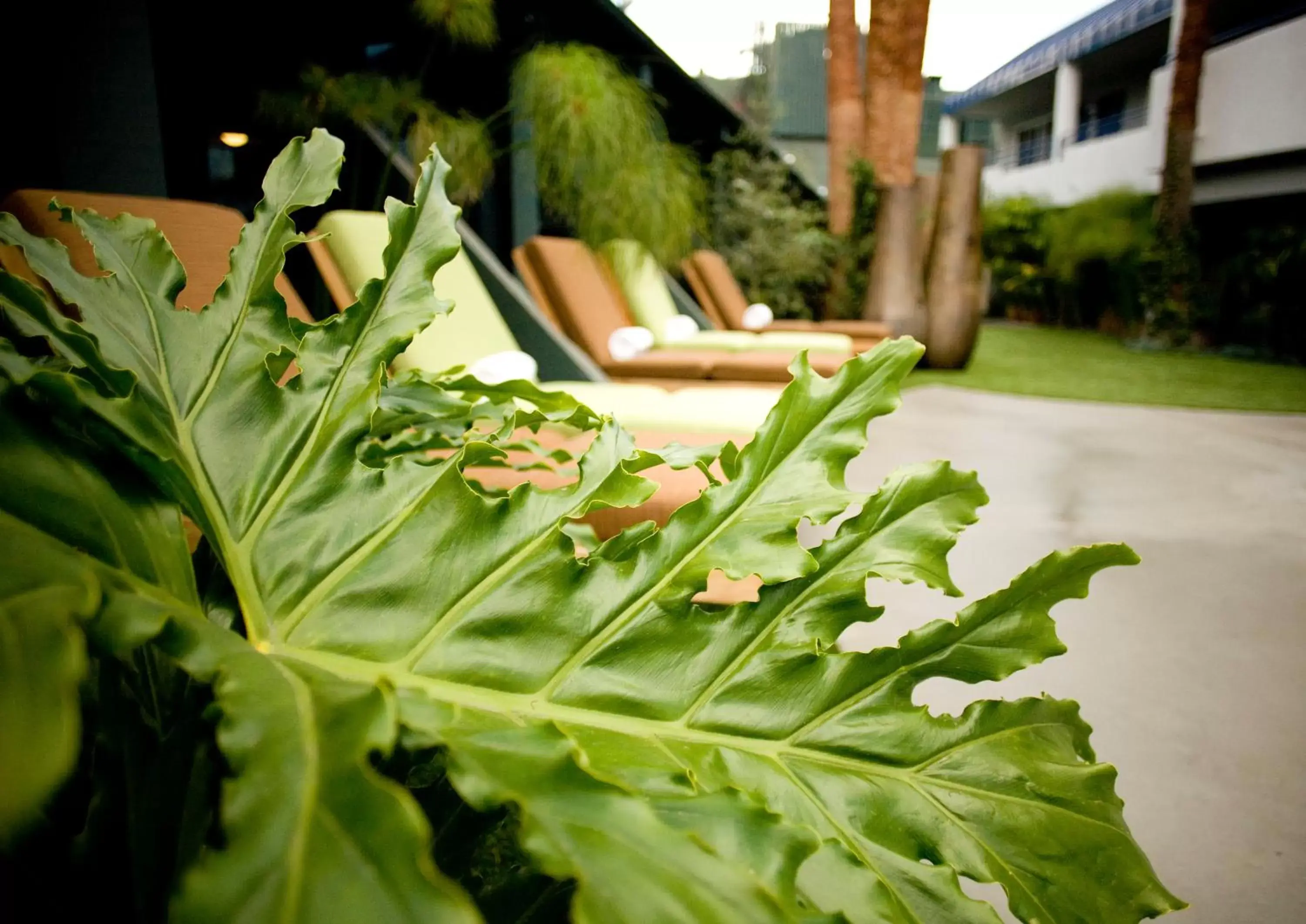 Garden in Hotel Current