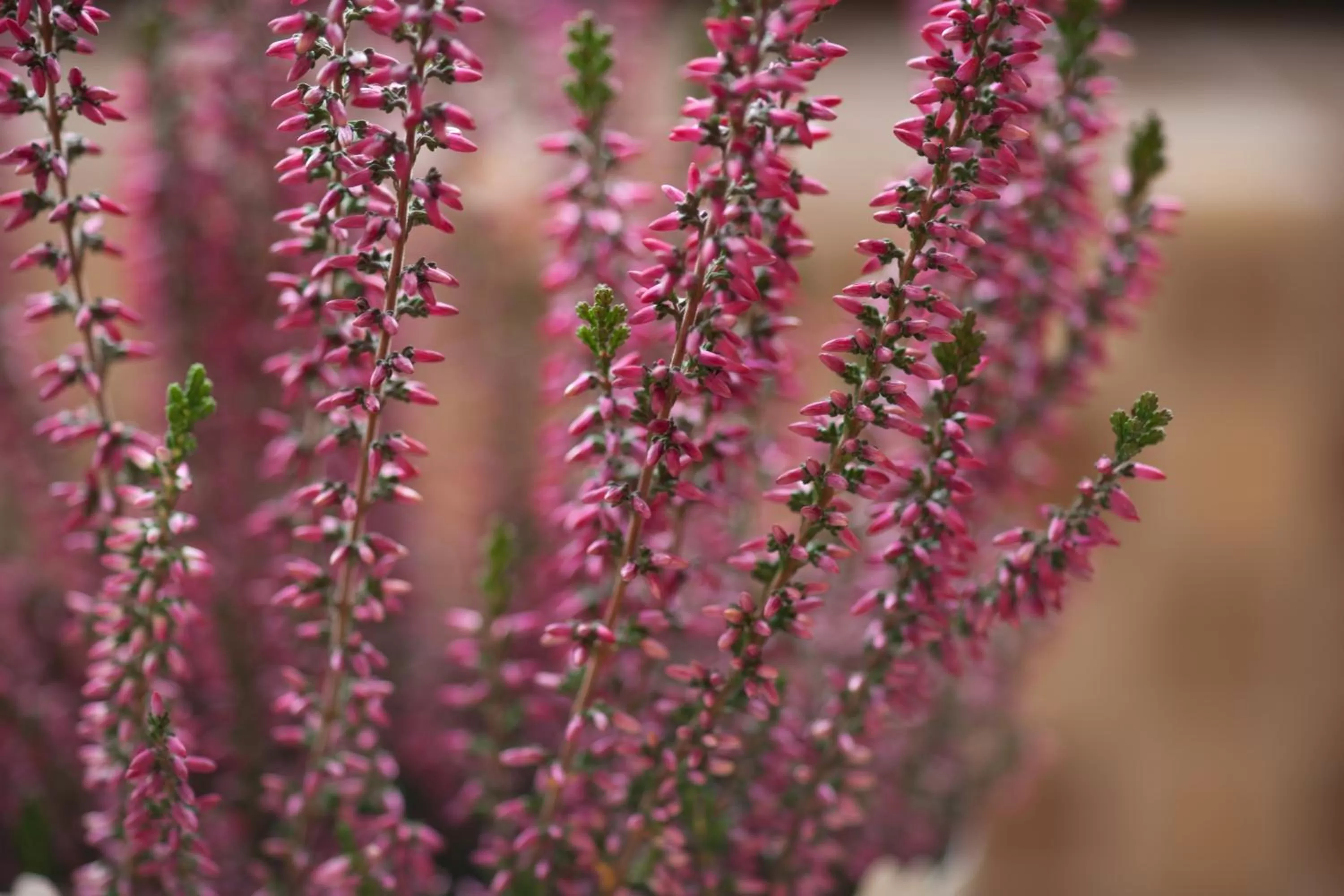 Decorative detail in Apart Hotel Best