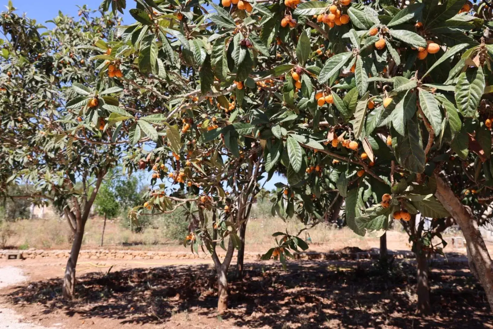 Garden in Tenuta Negroamaro