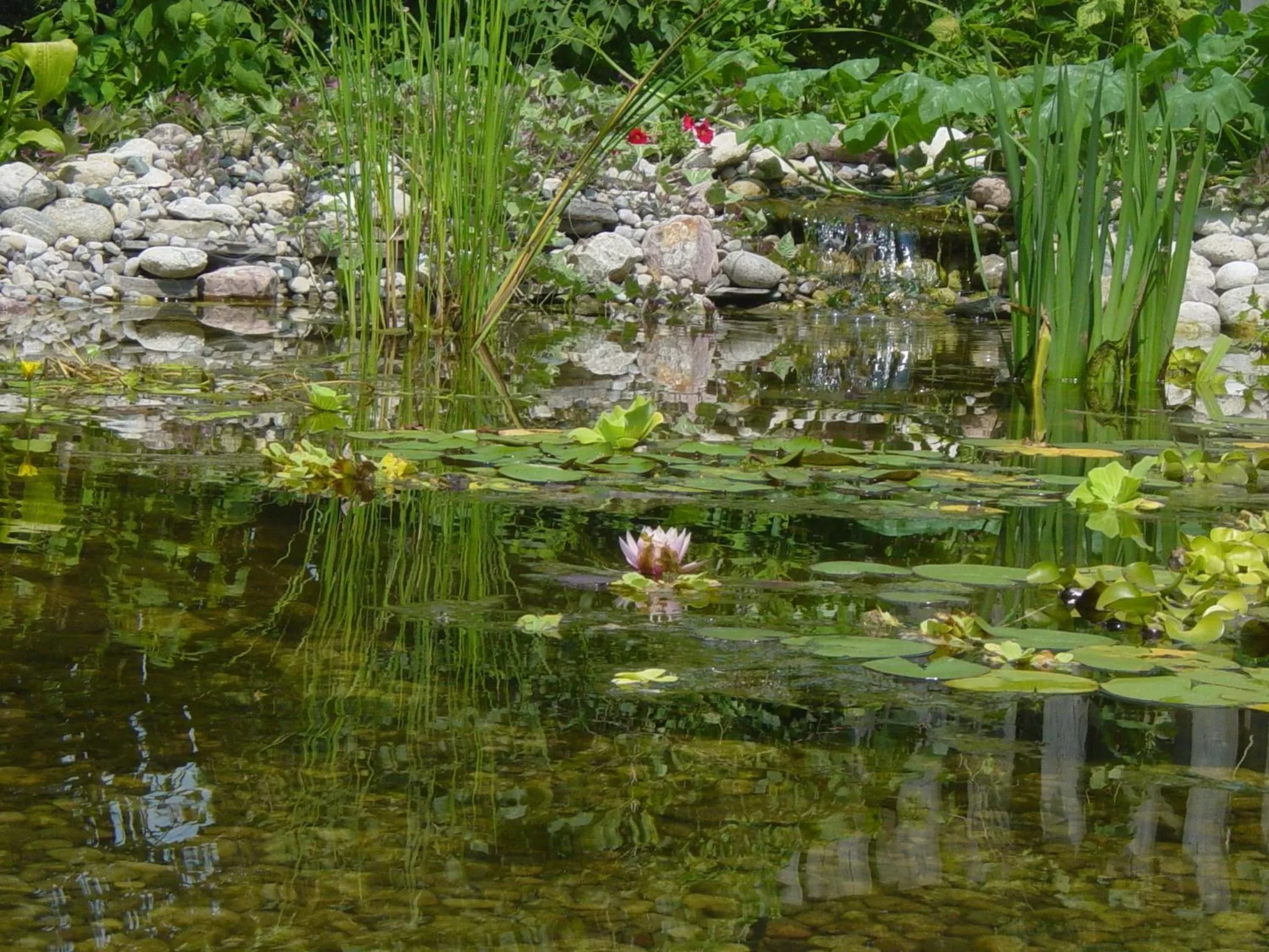 Garden view in Bondy House Bed & Breakfast