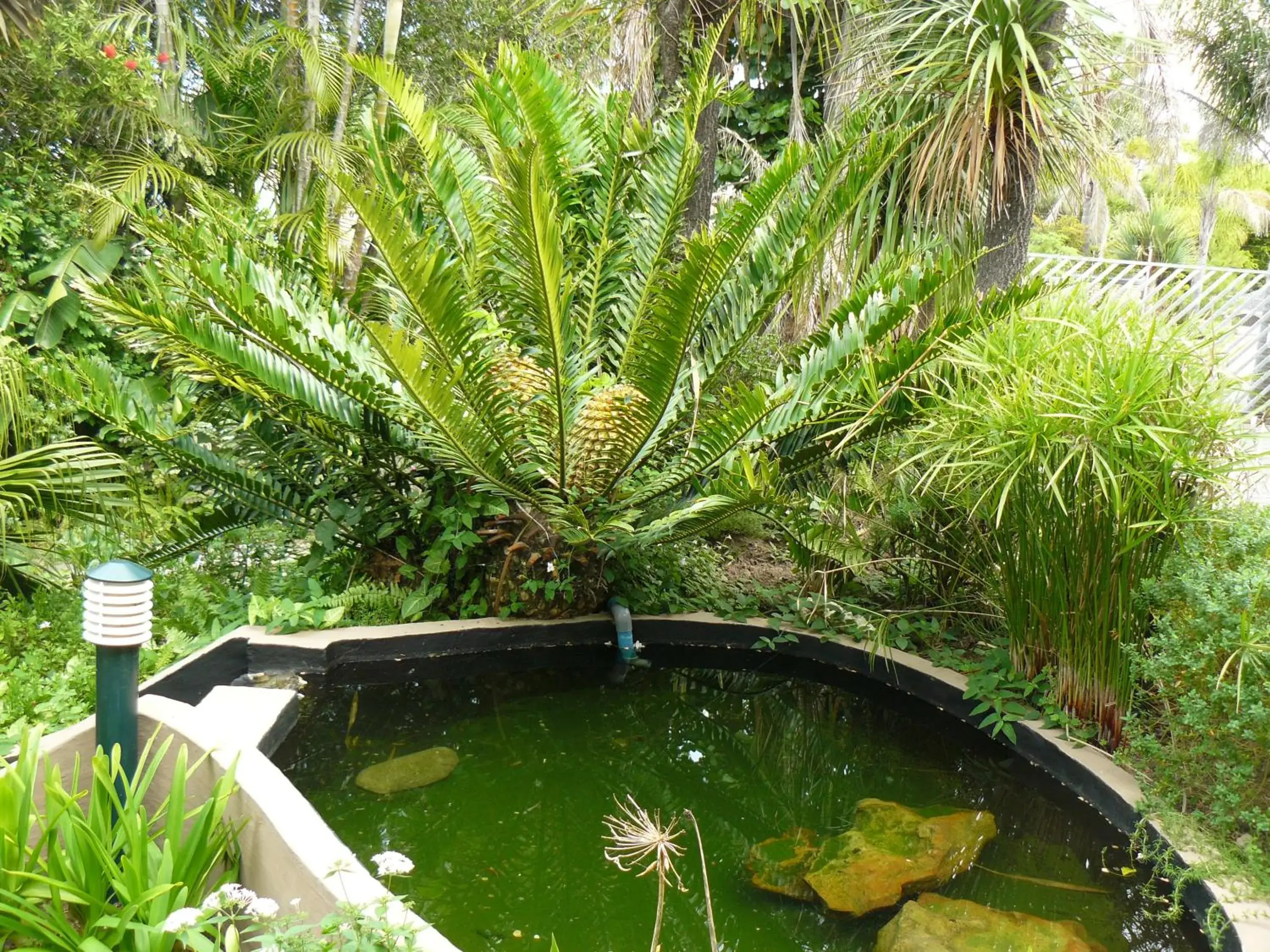 Garden, Swimming Pool in See More Guest House