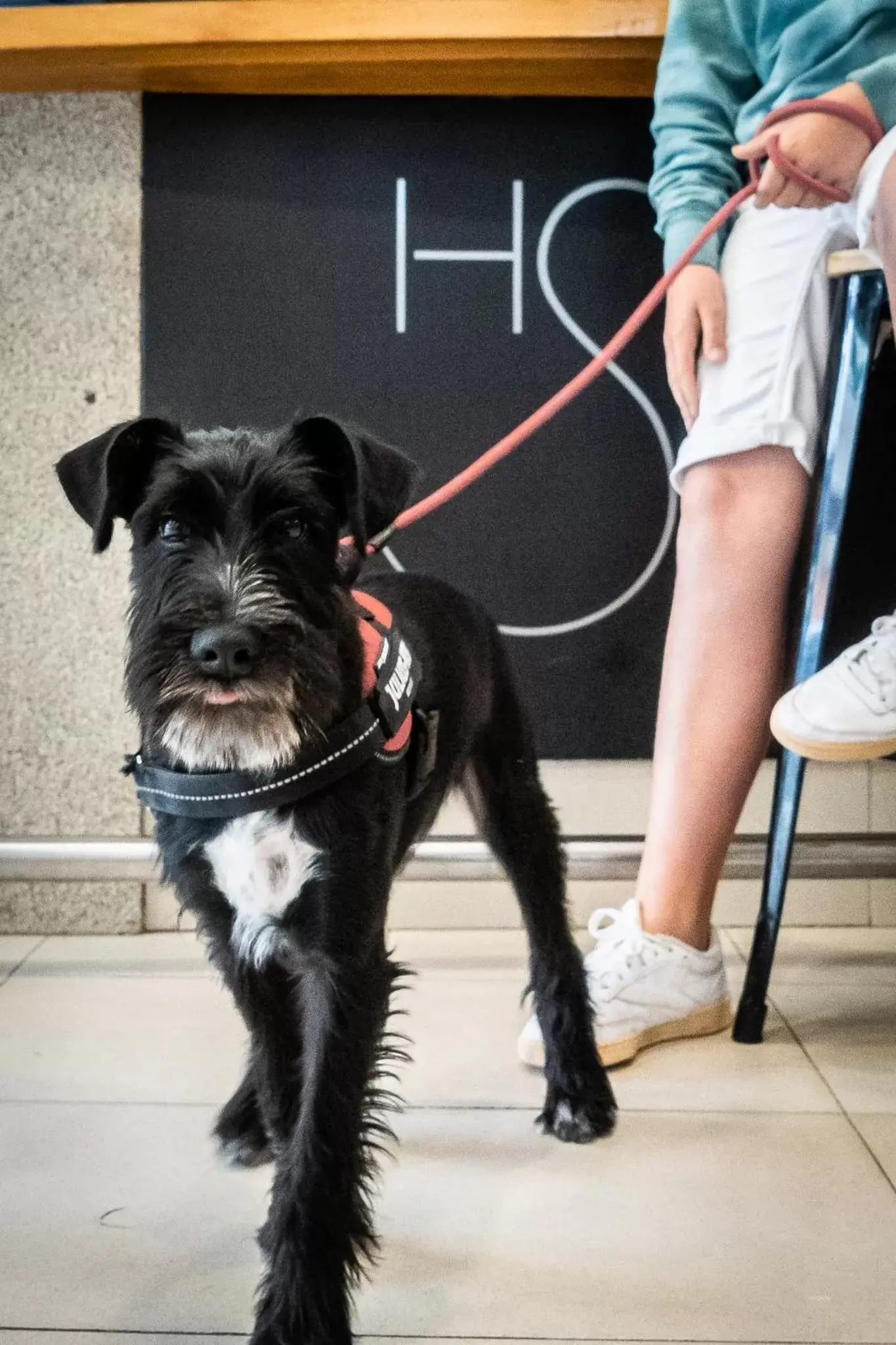 Pets in Hotel Silva