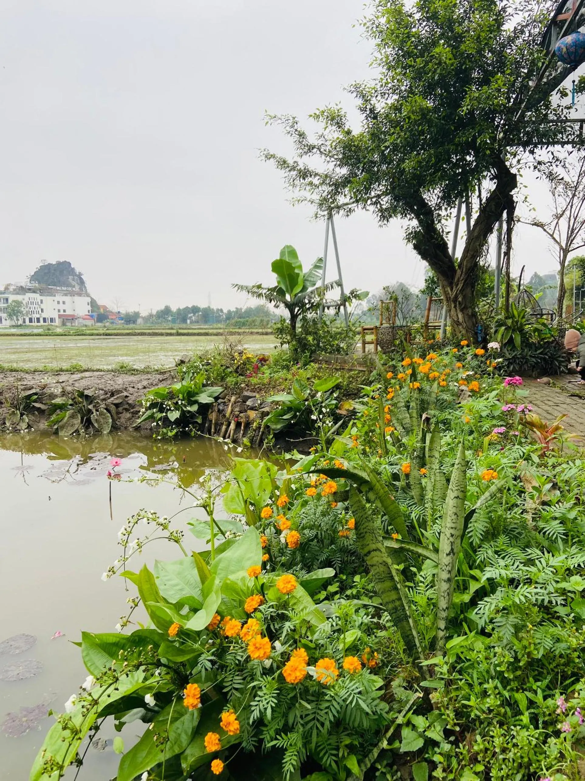 Tam Coc Mountain View Homestay